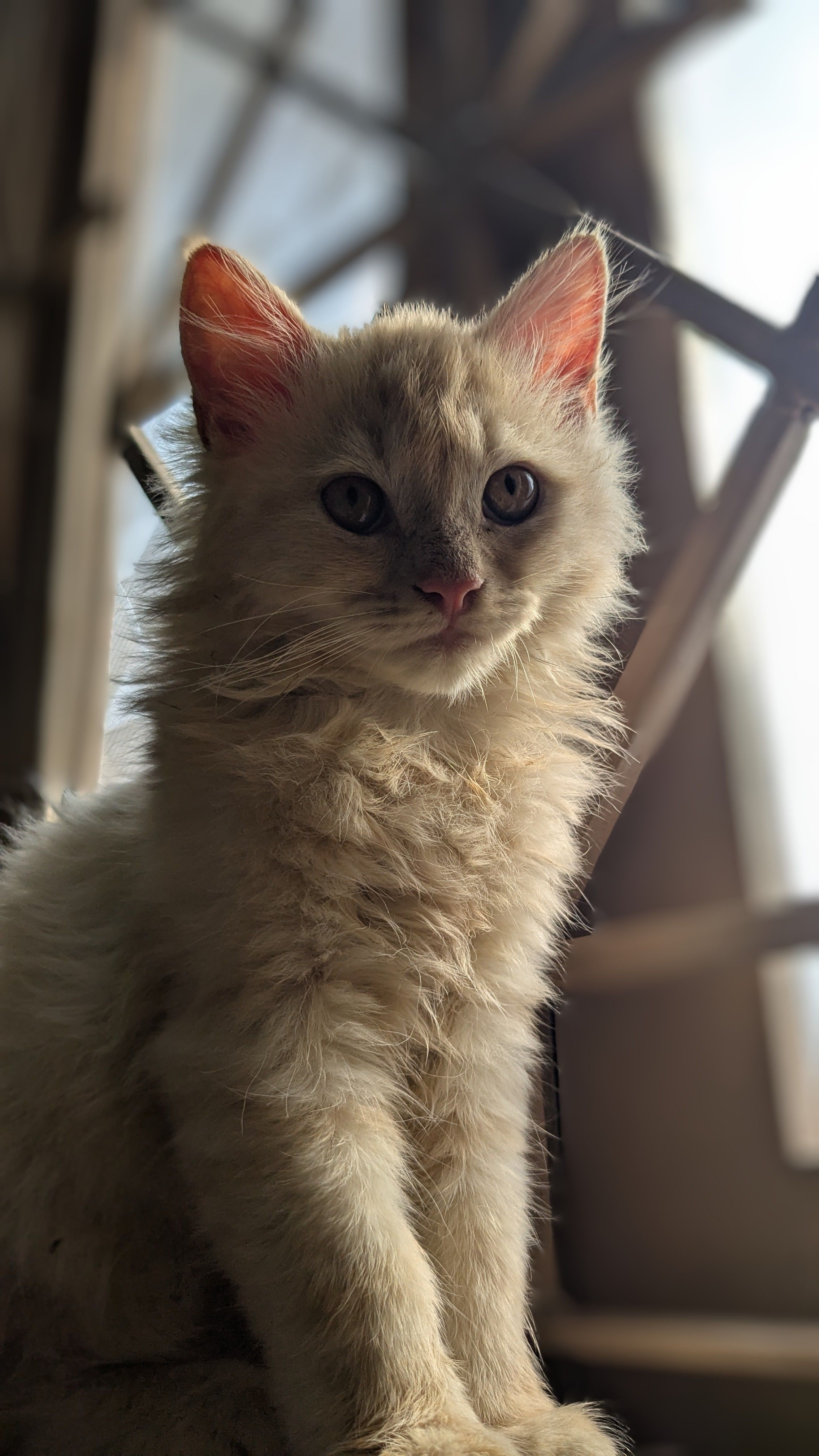 Milo - Mohini Mohan Road, Kolkata