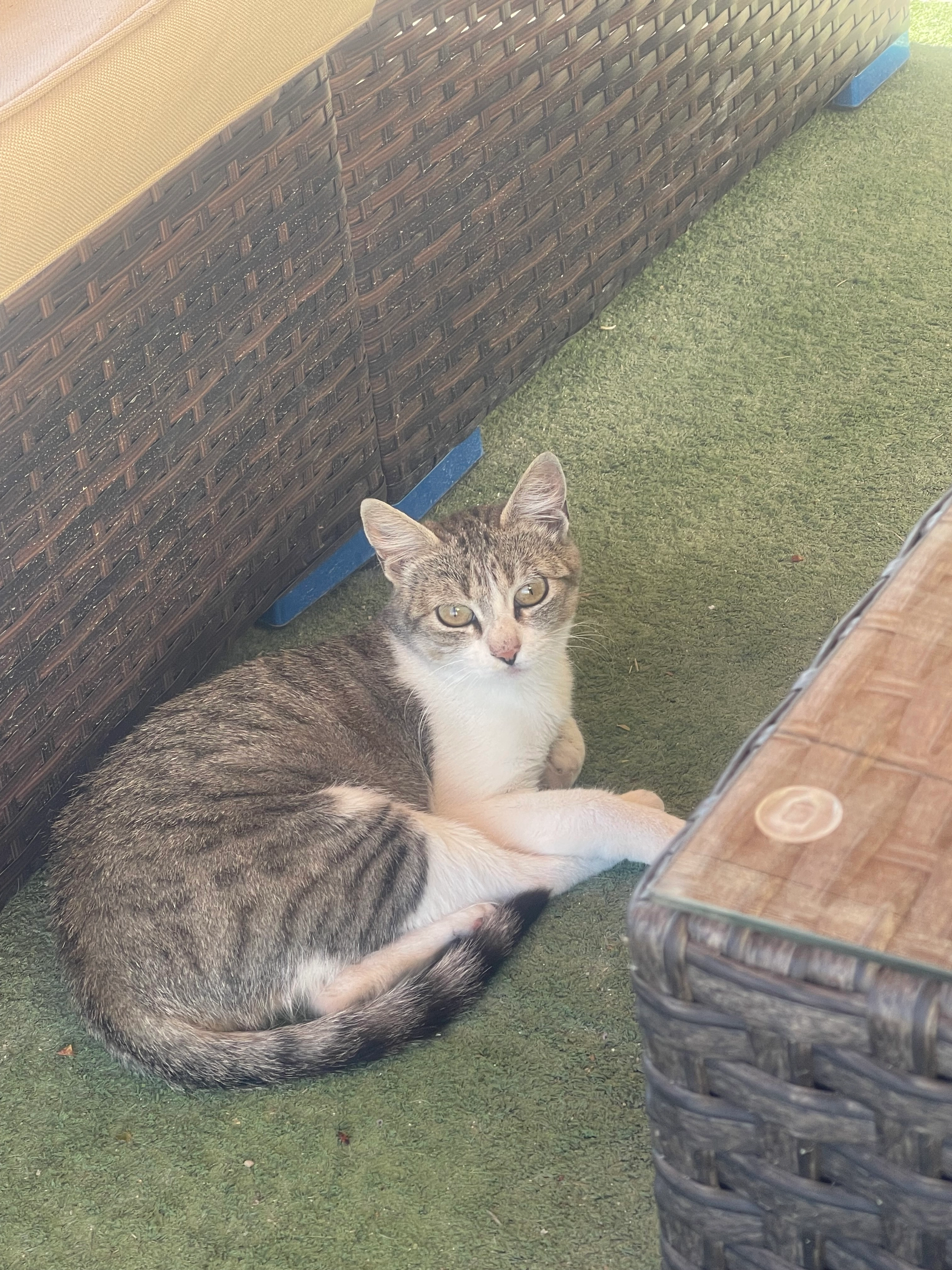 Perli - Calle De La Saponaria, Barajas de Melo (Cuenca)