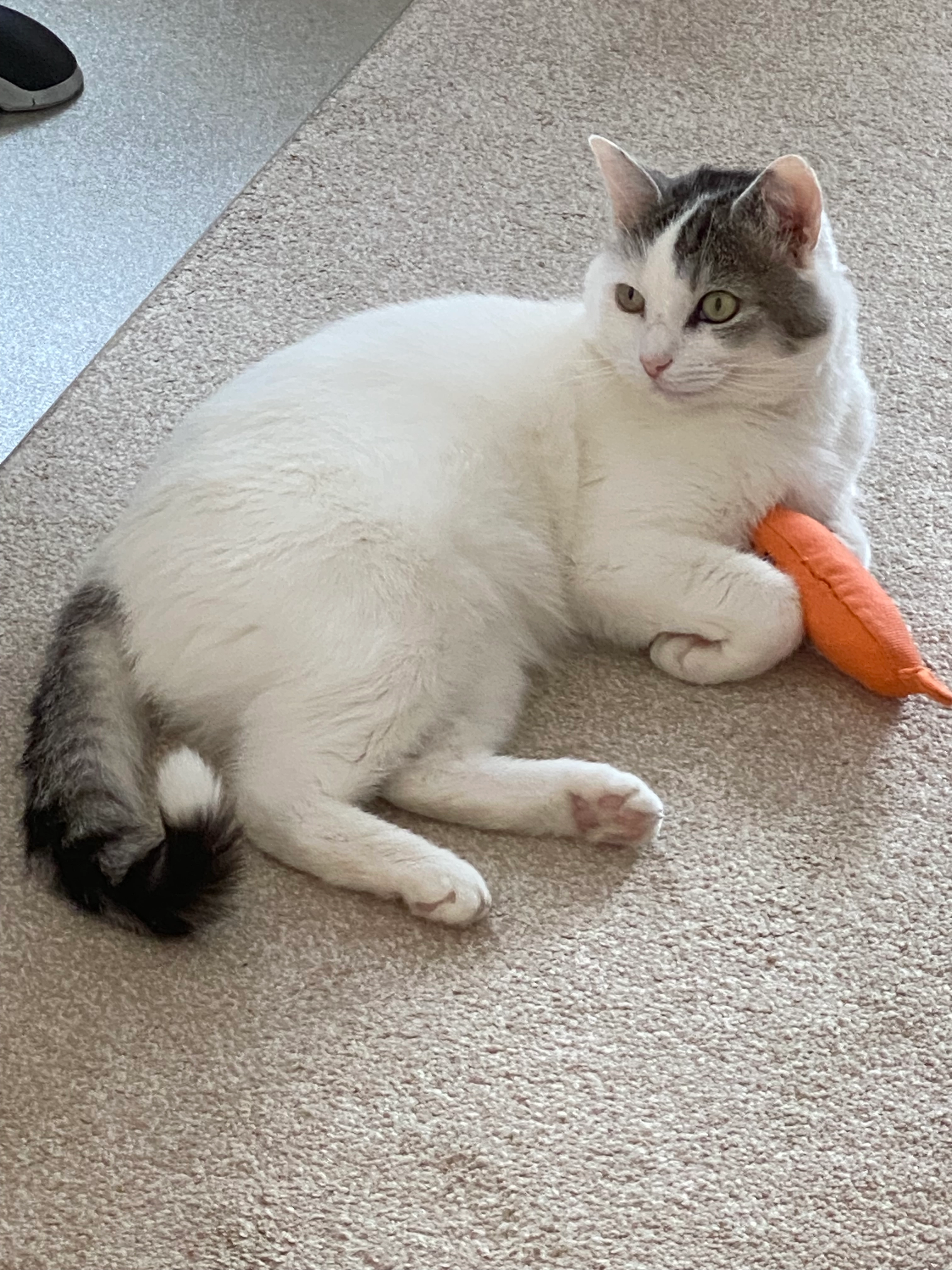 Brian - Spital Lane, Chesterfield