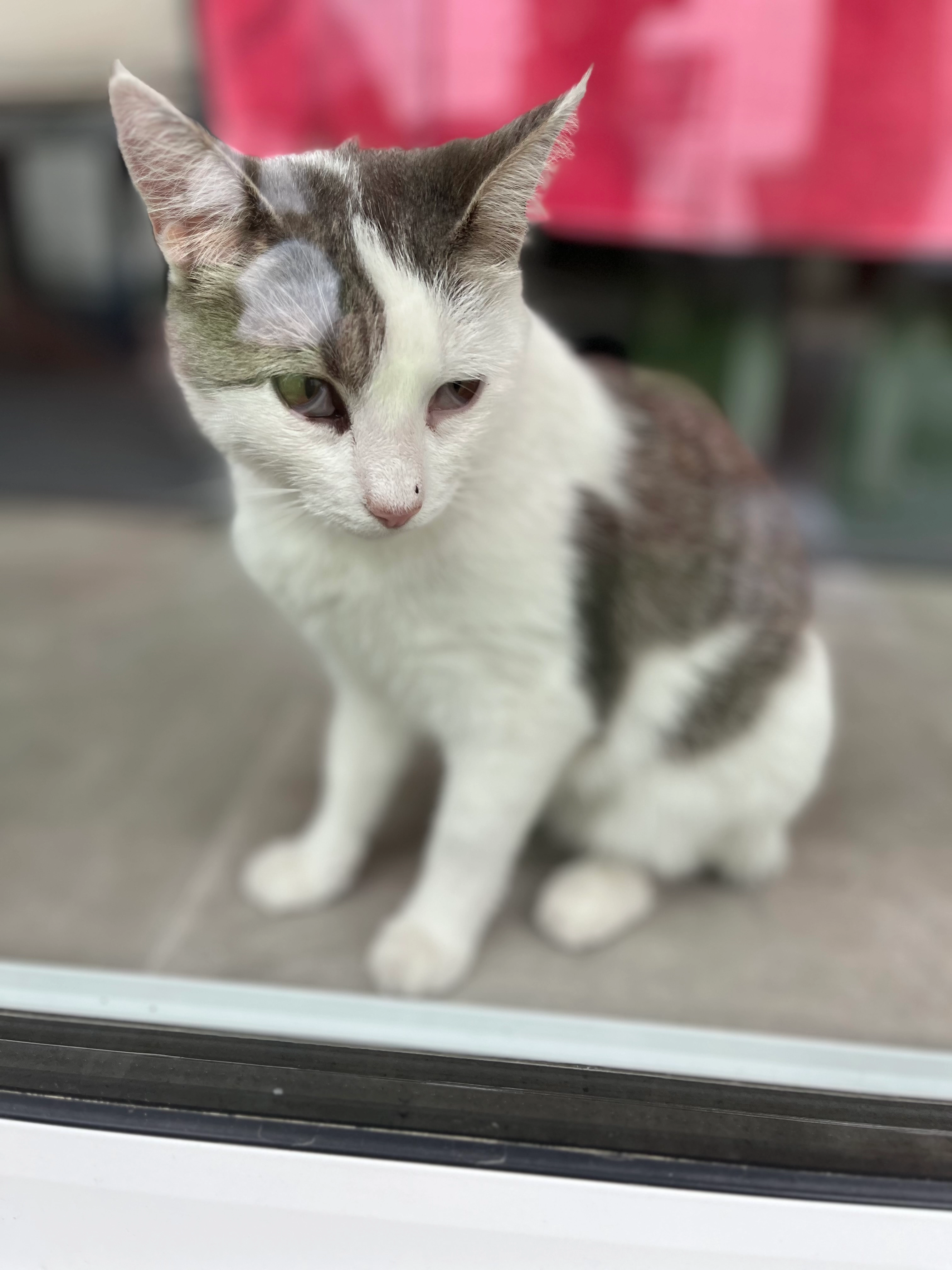 Romy - Rue Hélène Boucher, Cornebarrieu