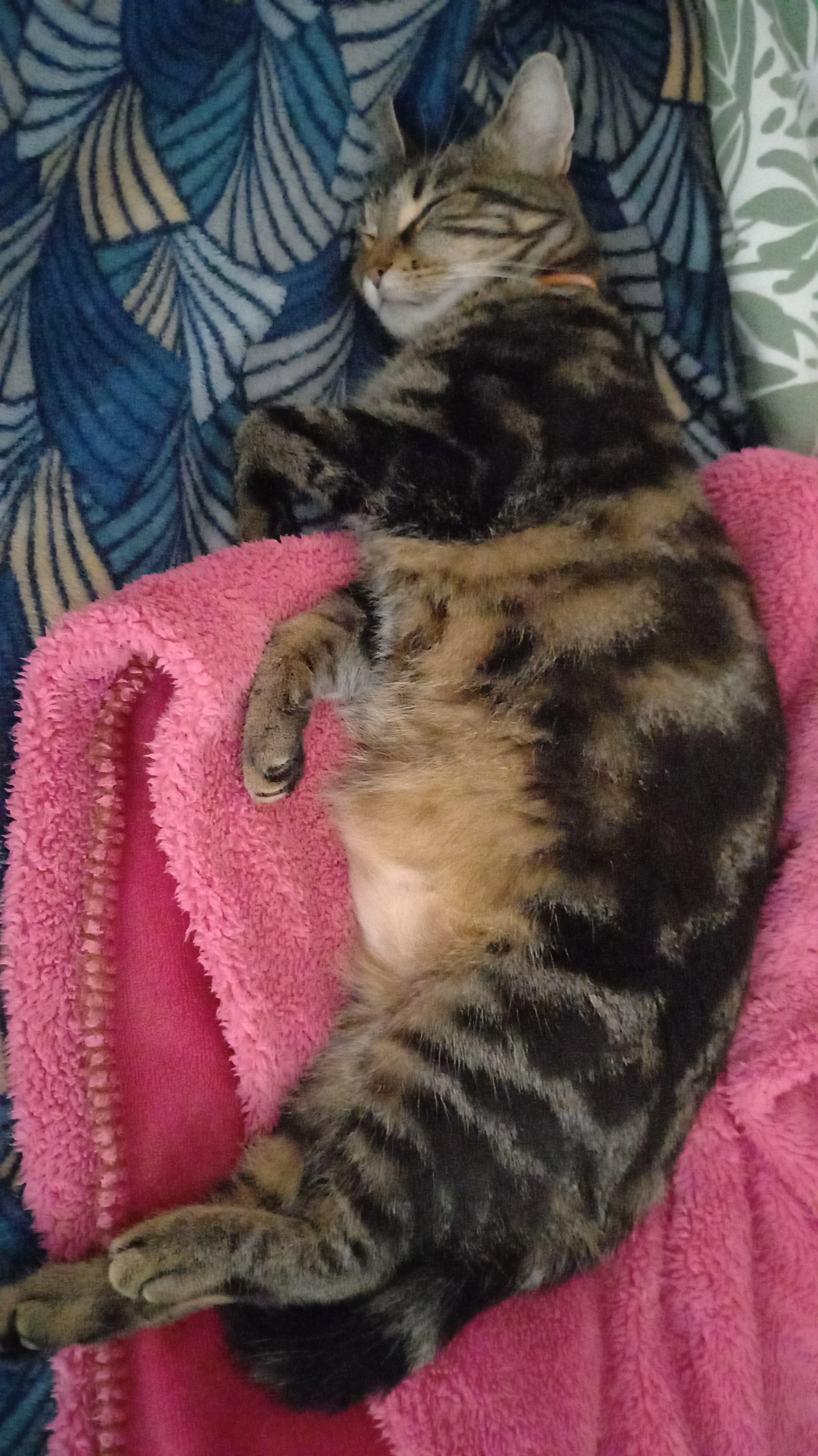 Savane. Vice sur sa puce... - 27 Rue d'Hérouville, Caen