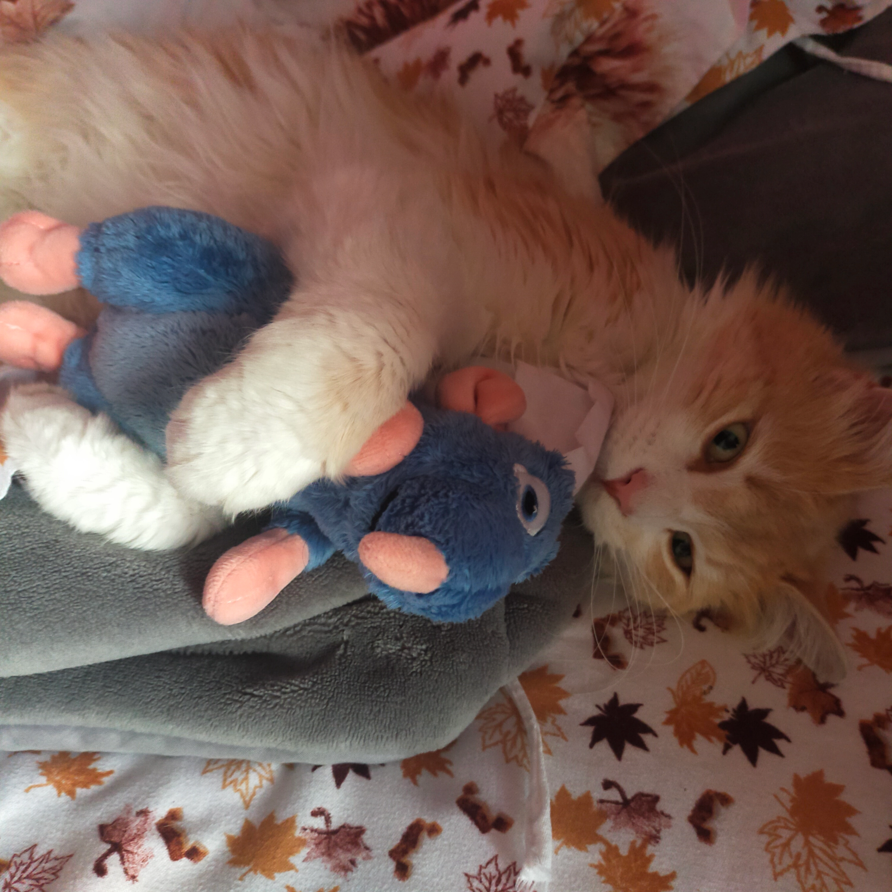 Rebelle  - 6 Rue des Grands Jardins, La Limouzinière