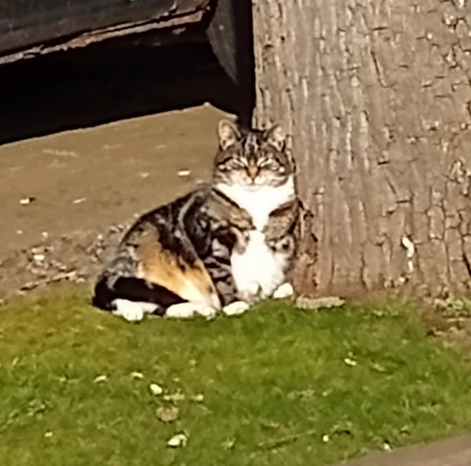 Puss puss - Beckbury Drive, Telford