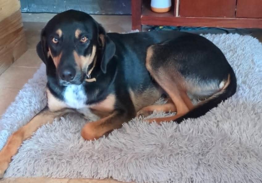 Poumba et tesla - Chemin De La Mude, Salernes