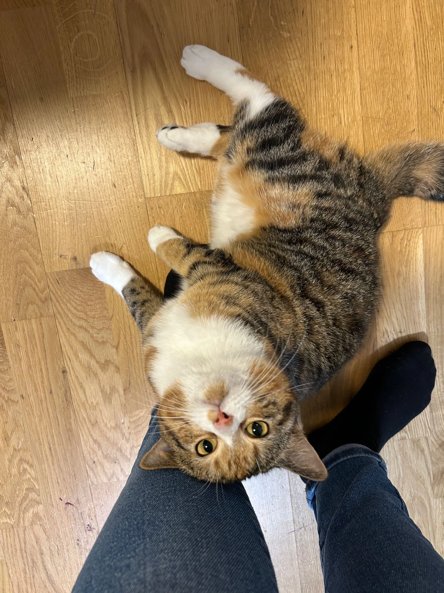 Daisy - Lärchenweg 2, Grödig