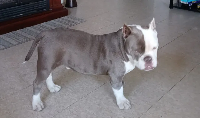 Zeus  - 2221 Canyon Dr, Amarillo