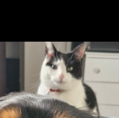 Leila - Ardshanavooly, Killarney