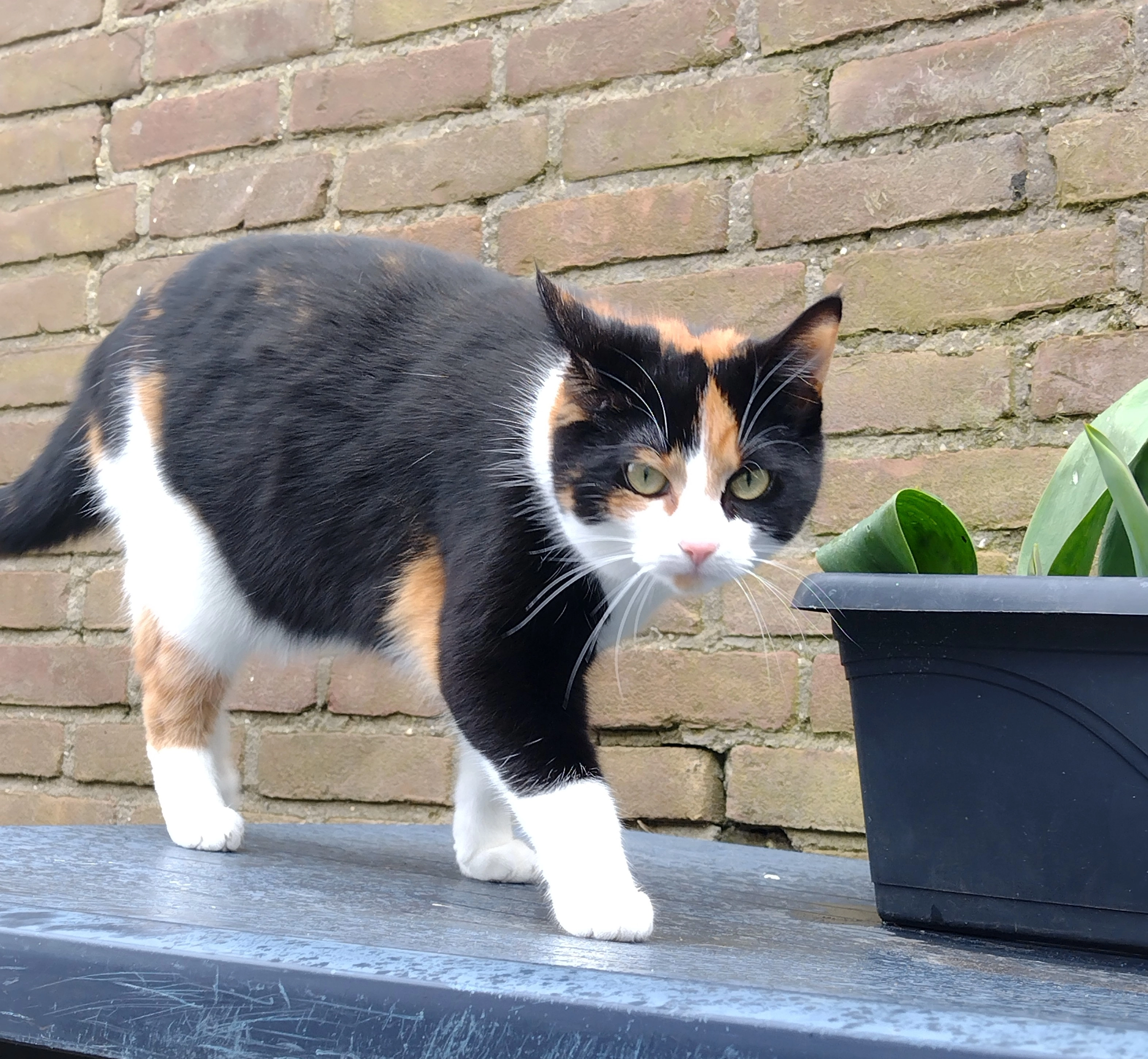 Lulu - Hannie Schaftweg, Emmeloord