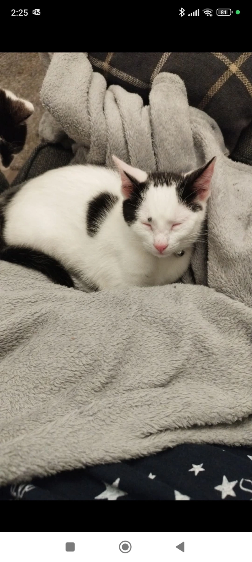 Athena - Edward Terrace, Abertridwr