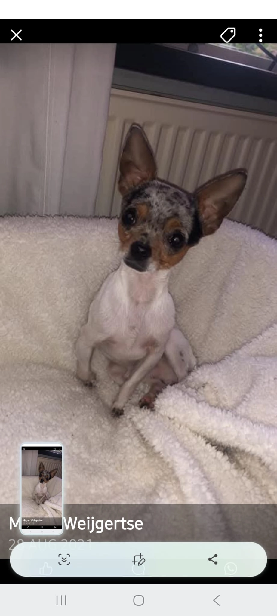 Simmie  - Aronskelk, Elsloo