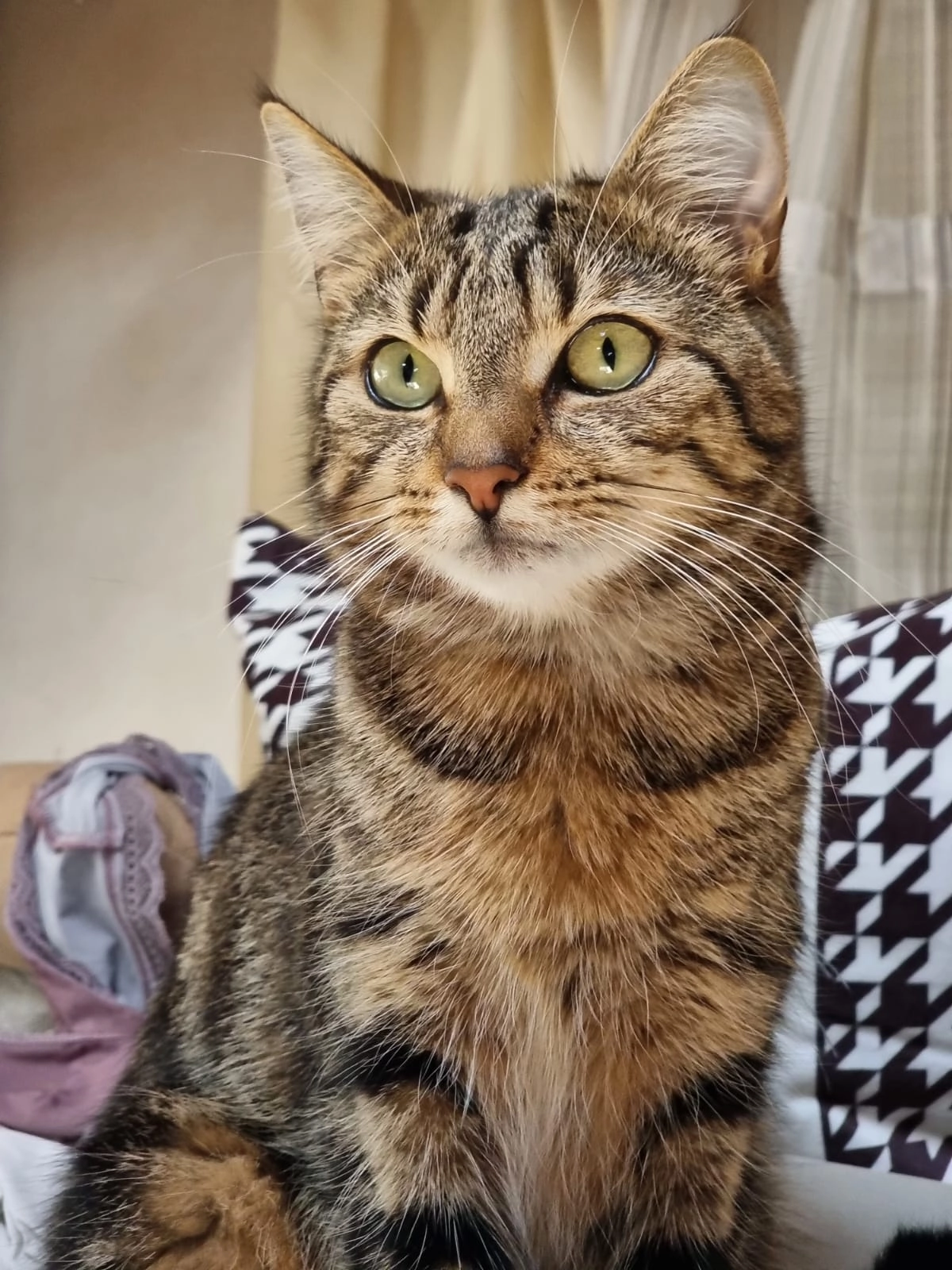 Ozzy - De Waarden, Zutphen