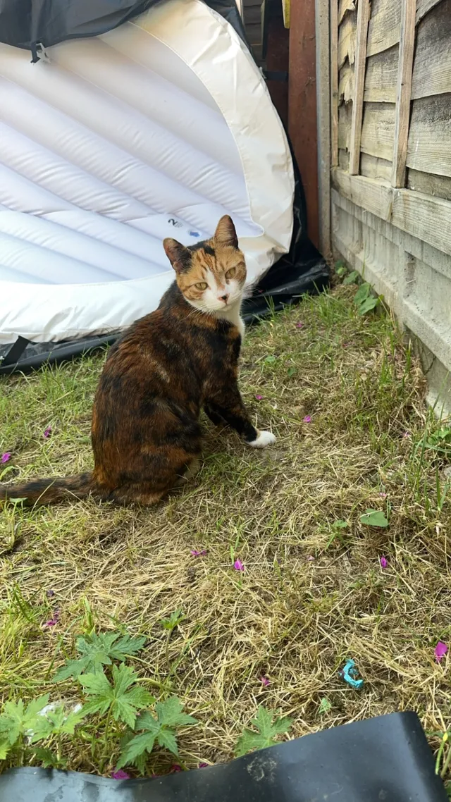 Simba - Martock Close, Harrow