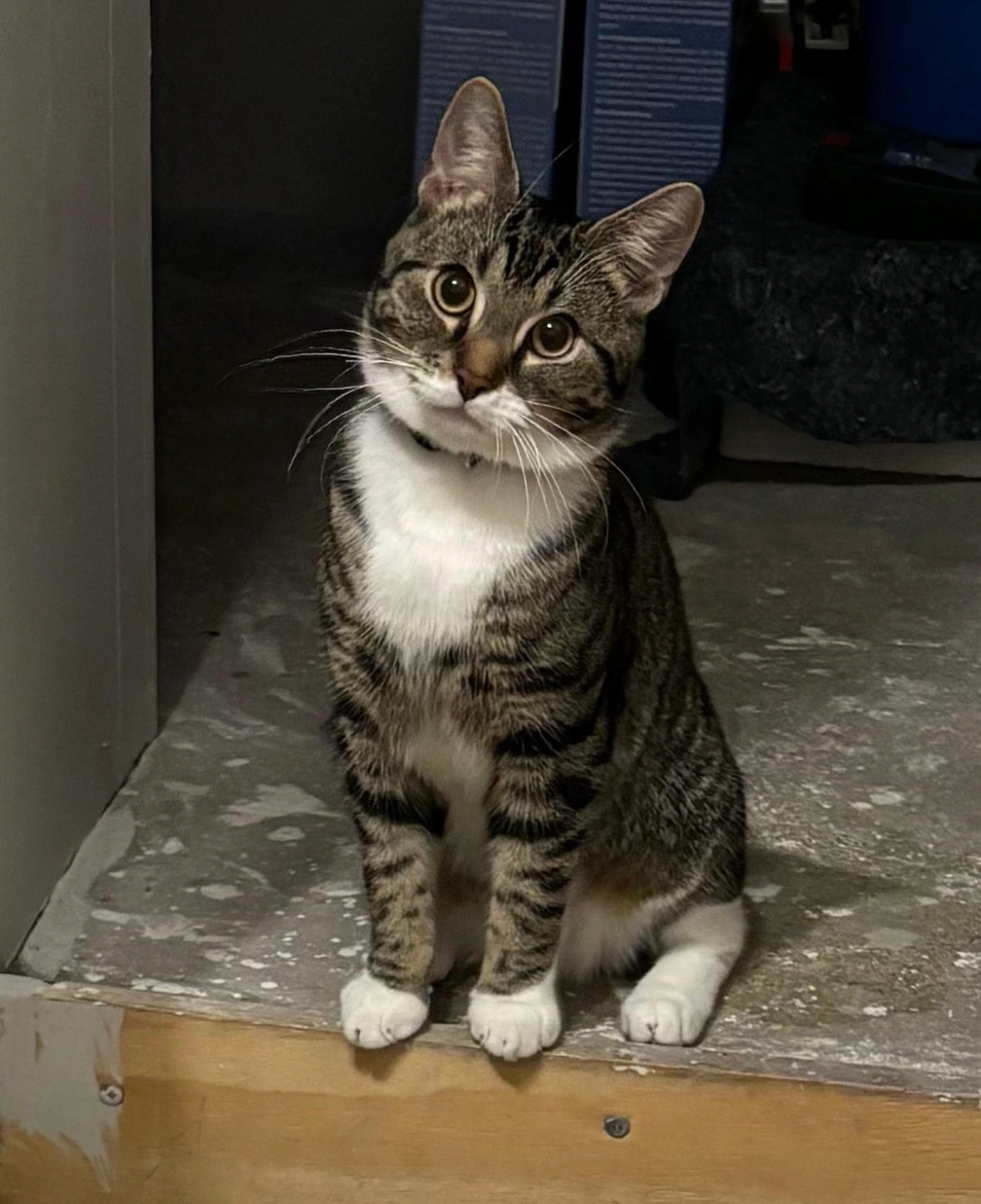 Lio  - Breite Straße, Bernburg