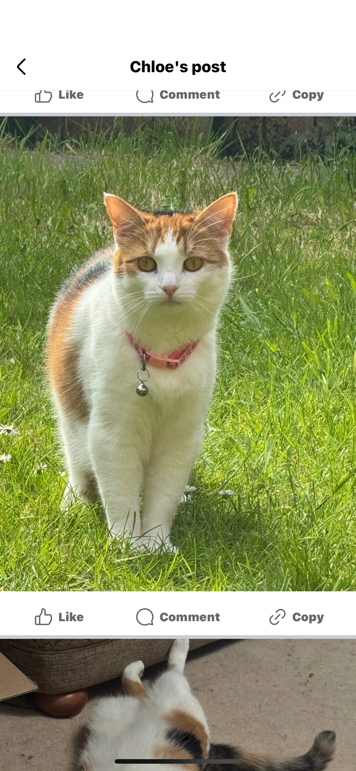 Bunny - Sunningdale Drive, Doncaster