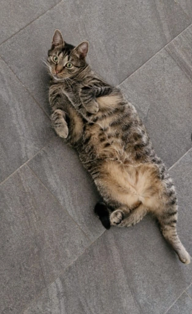 Dexter - Am Losbergpark, Stadtlohn