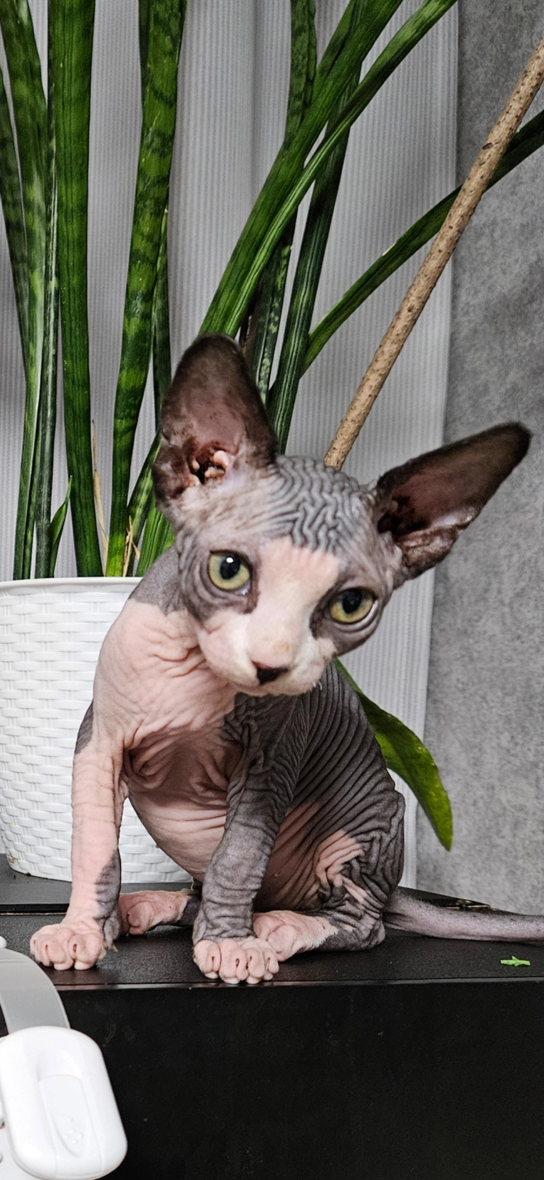 Pusja - Otto-Grot-Straße, Hamburg