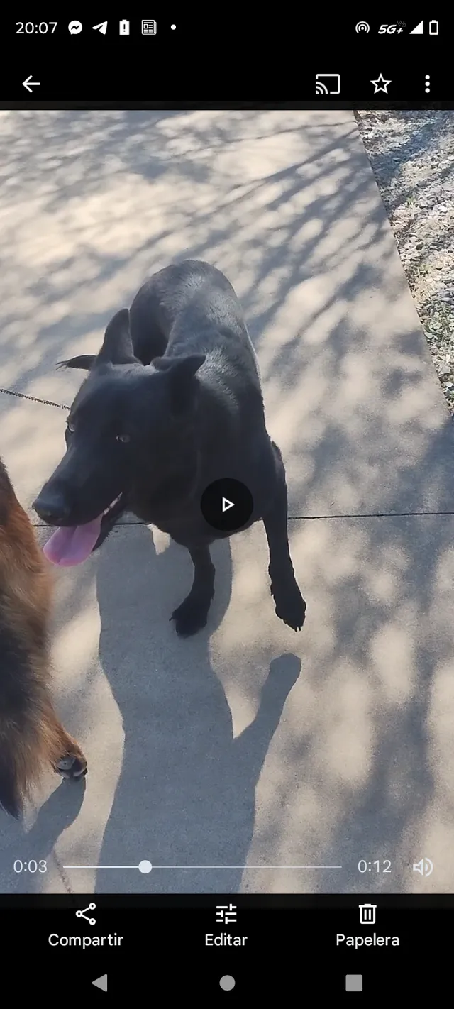 Son dos , poli y Yako  - Mill St, Springdale