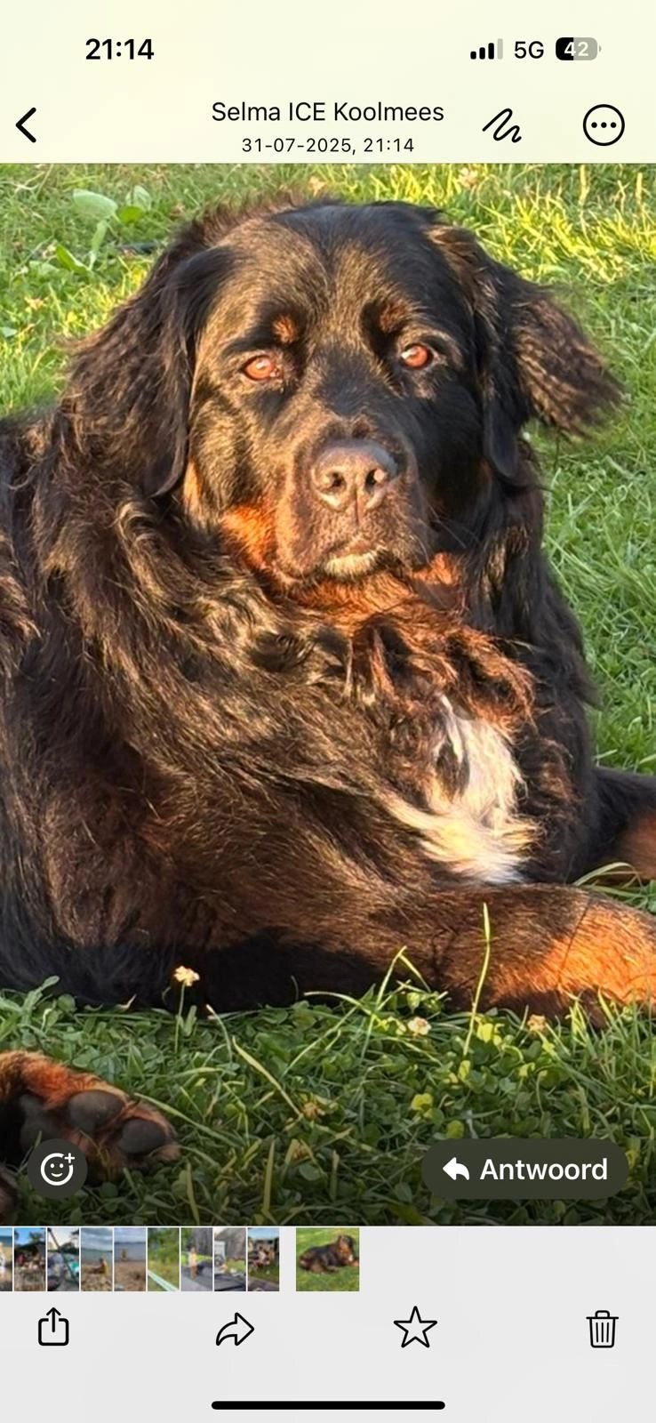 Pip - Helper Brink, Groningen