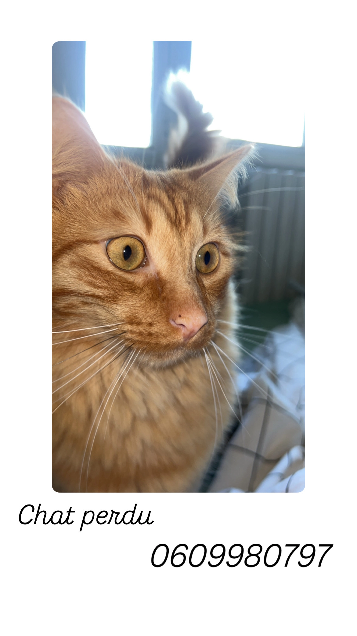 Rouky - 171 Avenue Jean Jaurès, Agen