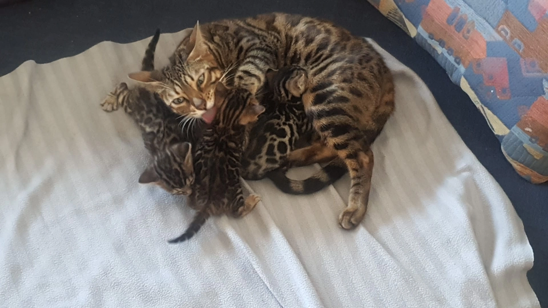 Kathy - Oberelbener Straße 22, Nümbrecht