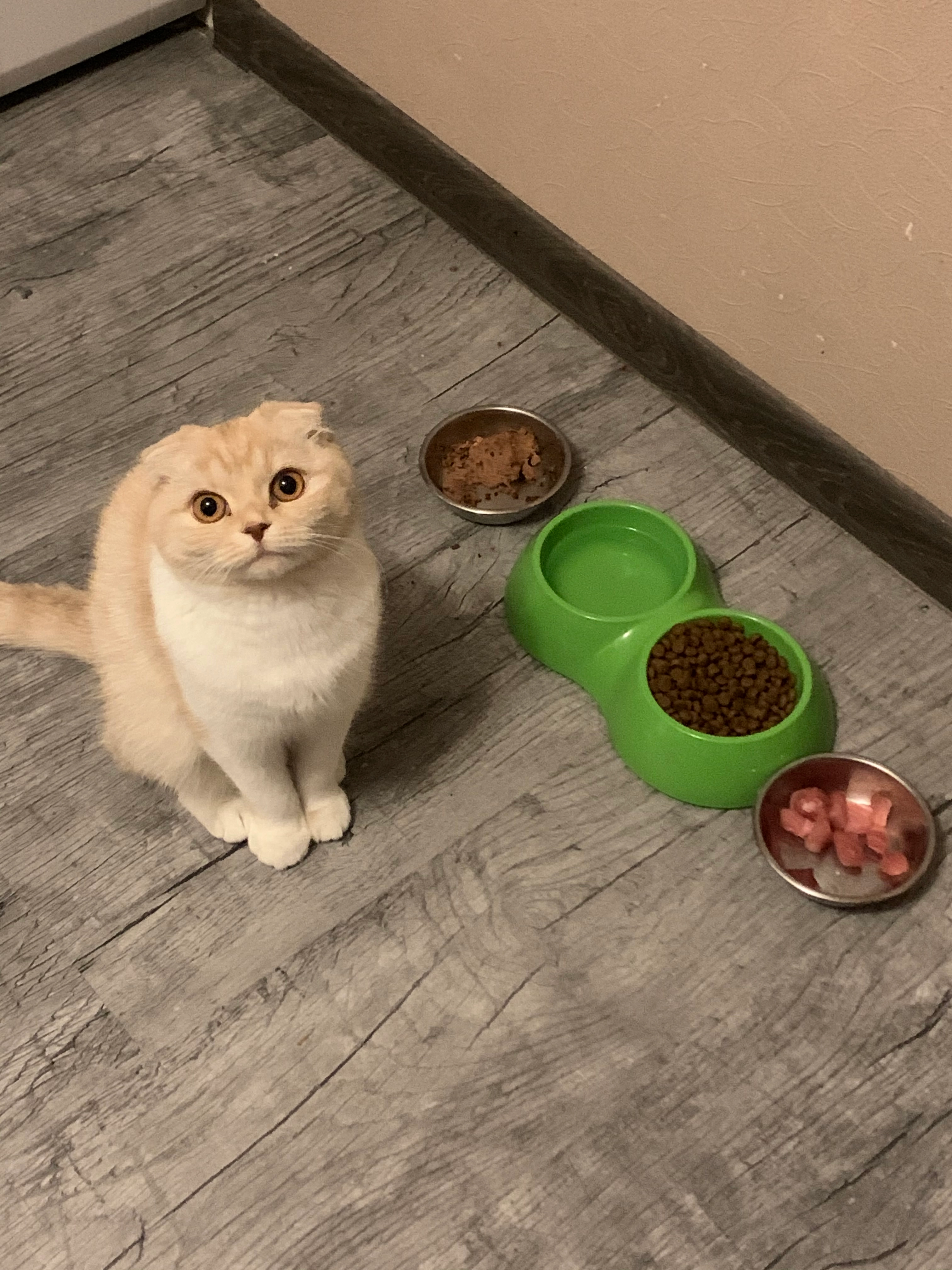 Found Cat - Atol, Lelystad