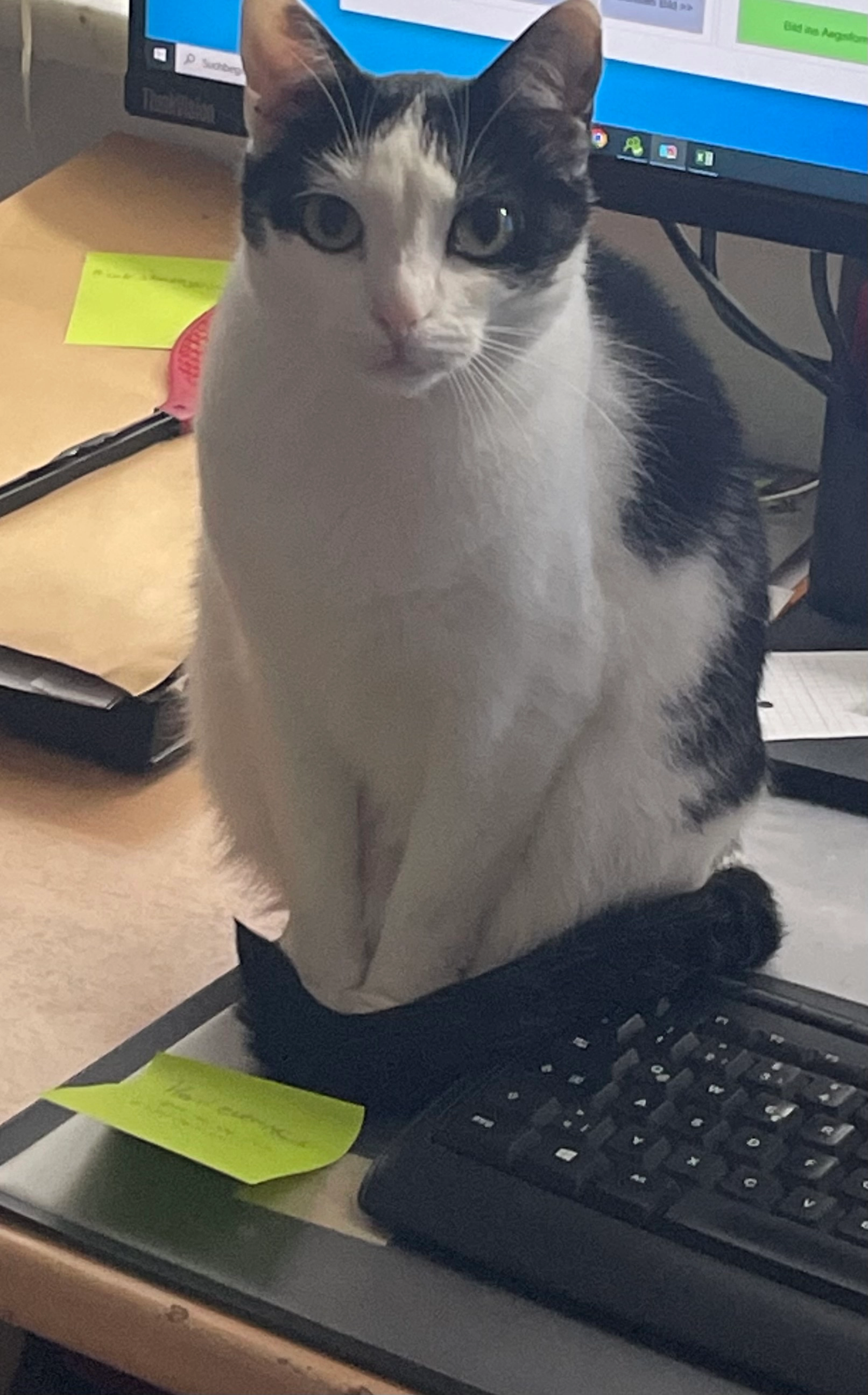 Frida - Wichsenstein 86, Gößweinstein