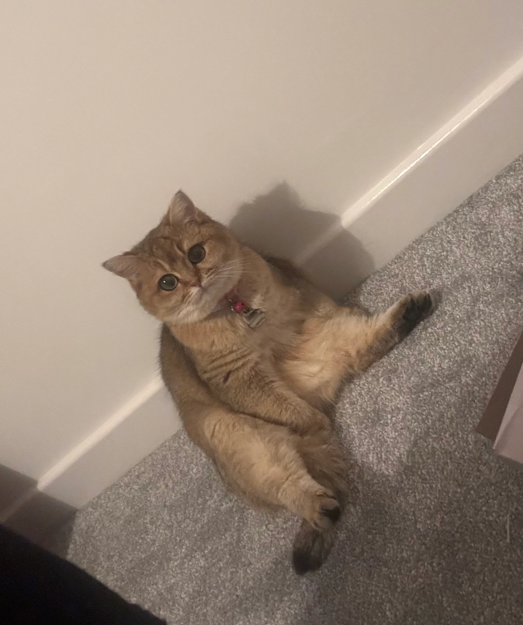 Ginny - Bridge Farm Close, Bury St Edmunds