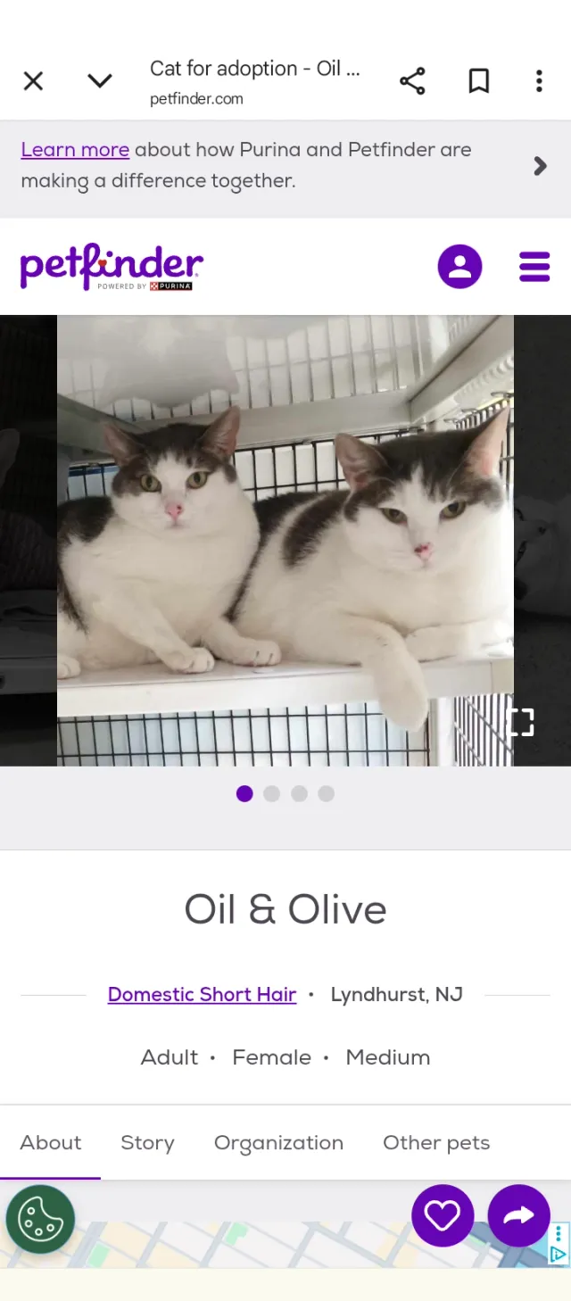 OLIVE - 282 Cleveland Ave, Lyndhurst