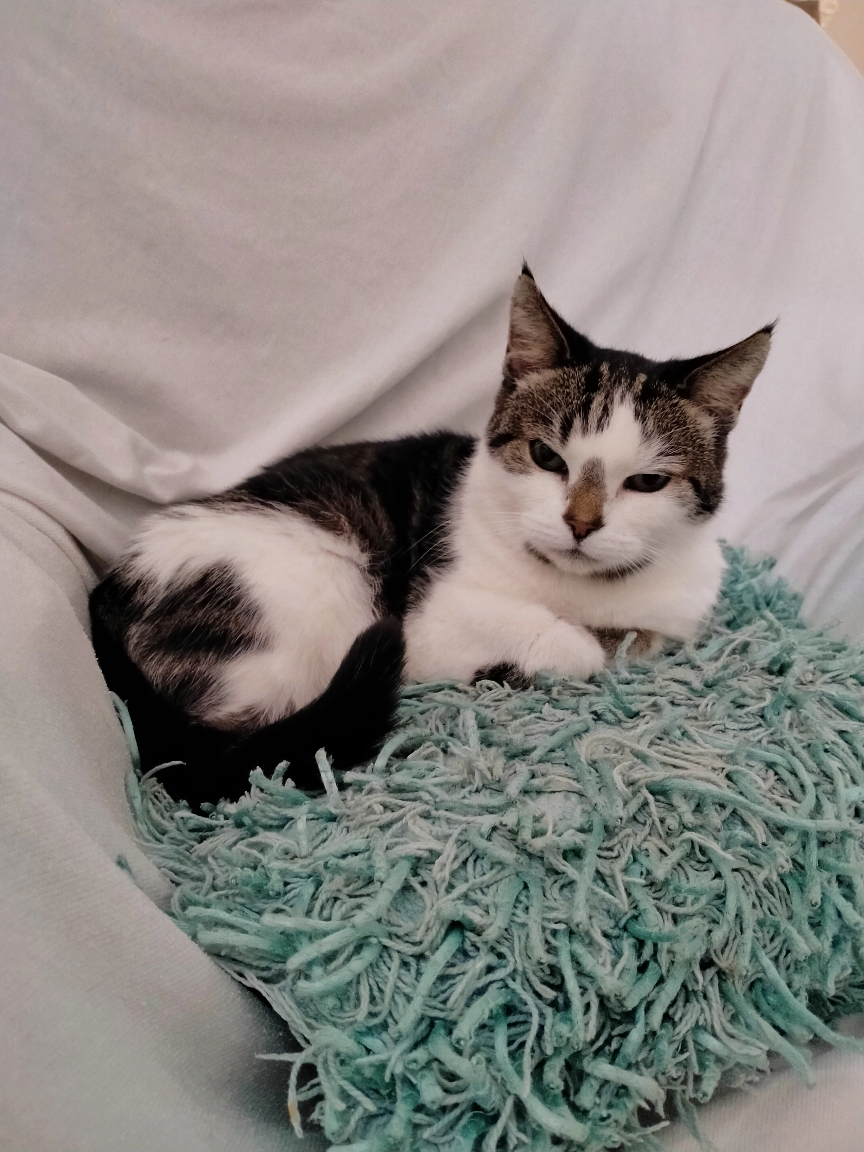 Poeske - Graswinkellaan, Weert