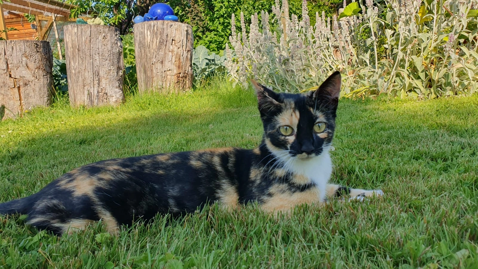 Dottie - Hallerschloßstraße, Graz