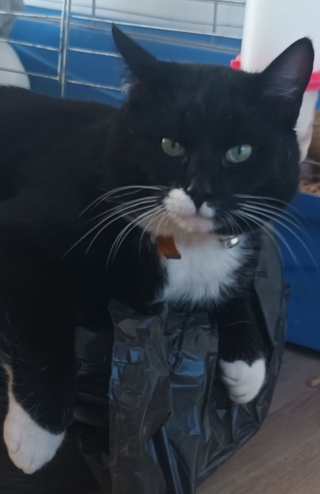 Ferdek - Morawce, Krośniewice gmina