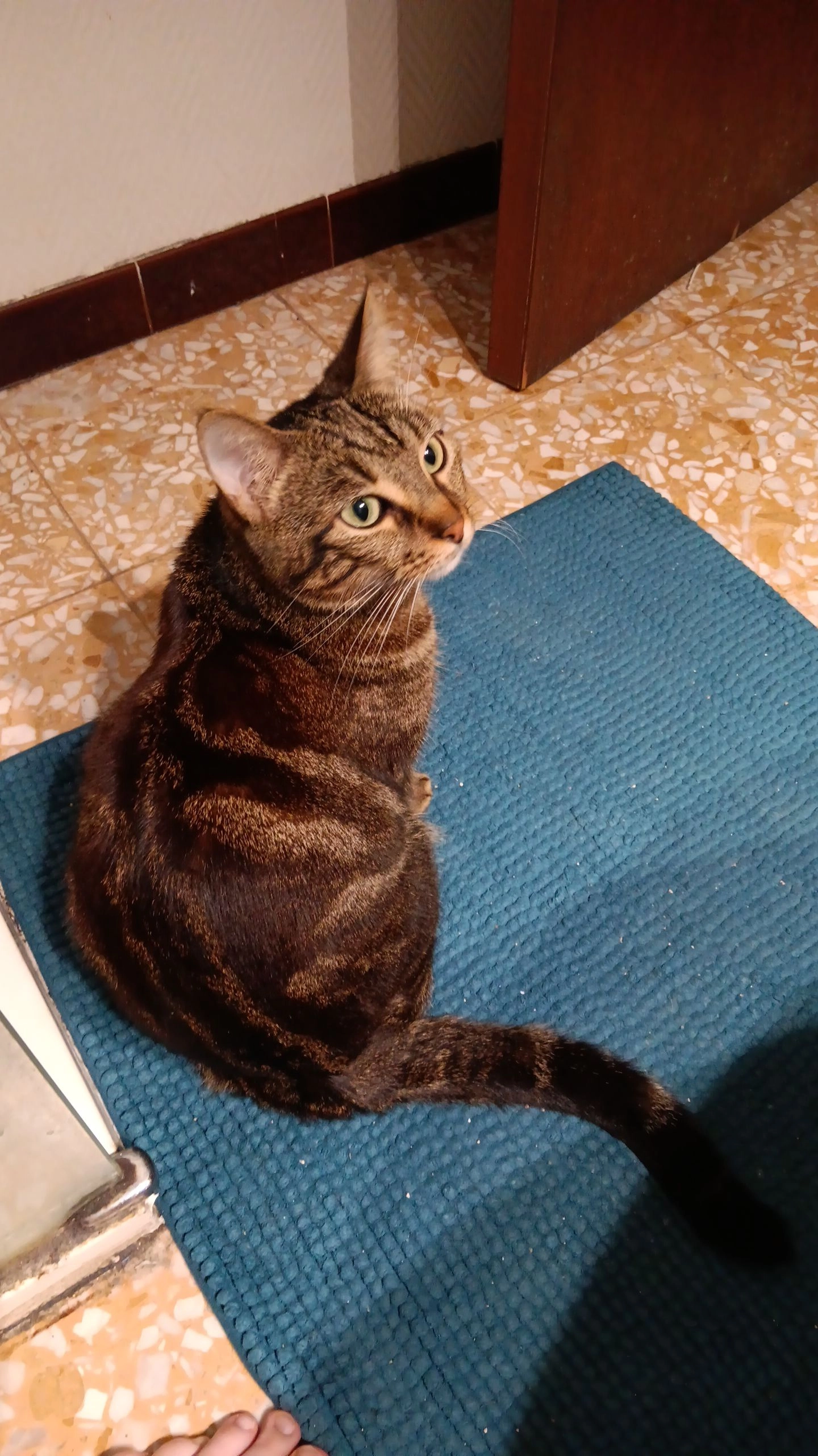 Pimprenelle - 1 Rue du Capricorne, Thuir