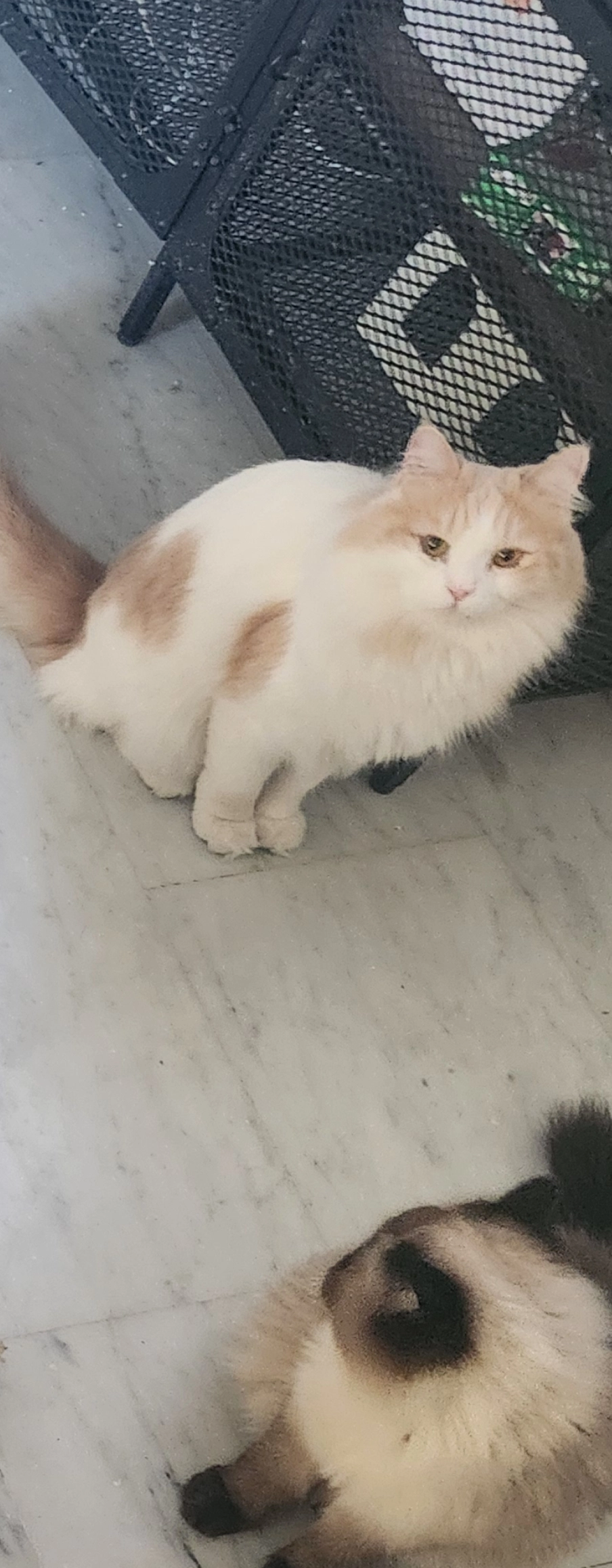 Marshmallow/ Marshy - شارع حمد أبو سيف, عمان