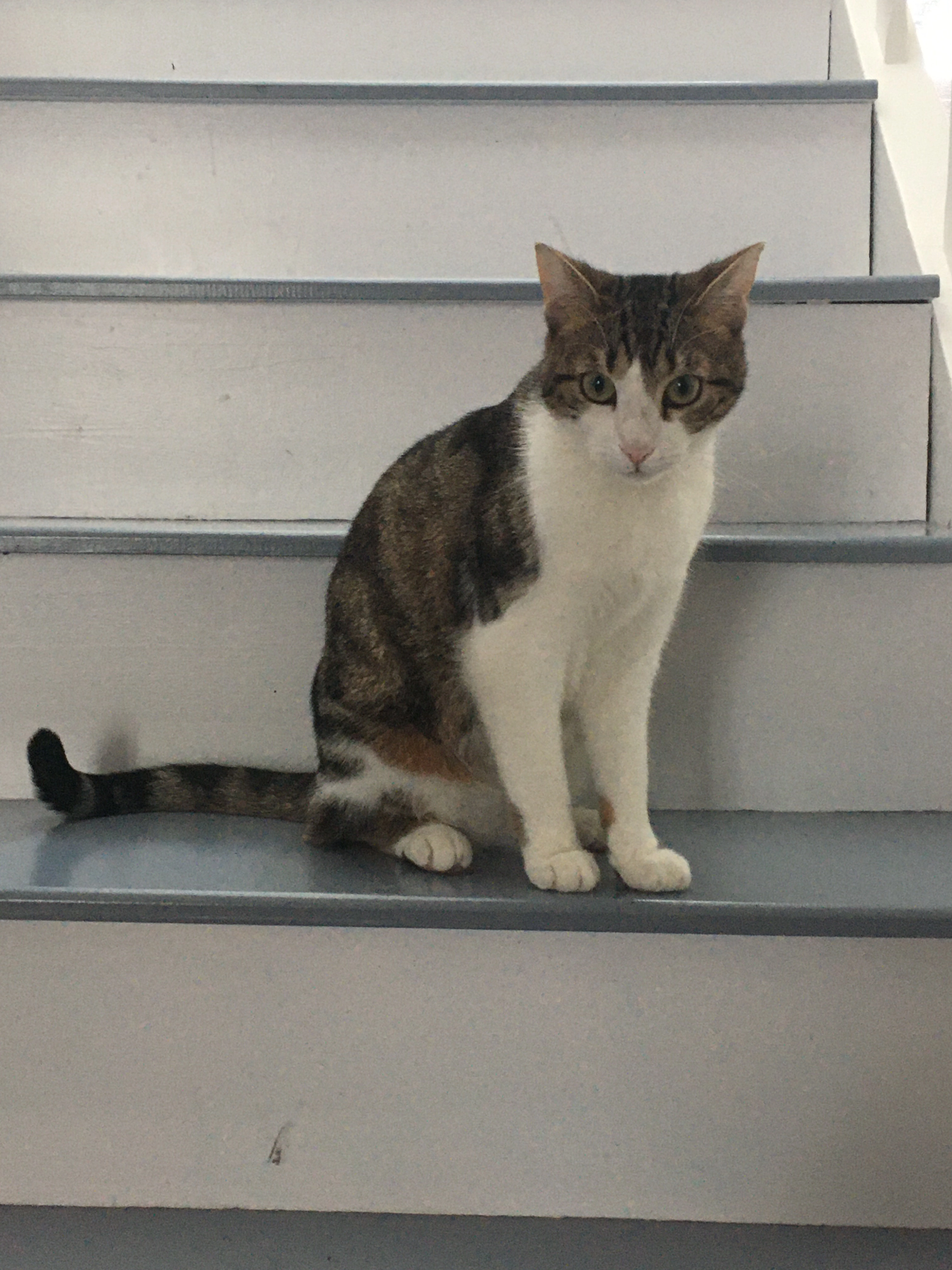 Poppy - Cami de Capbat, Siros