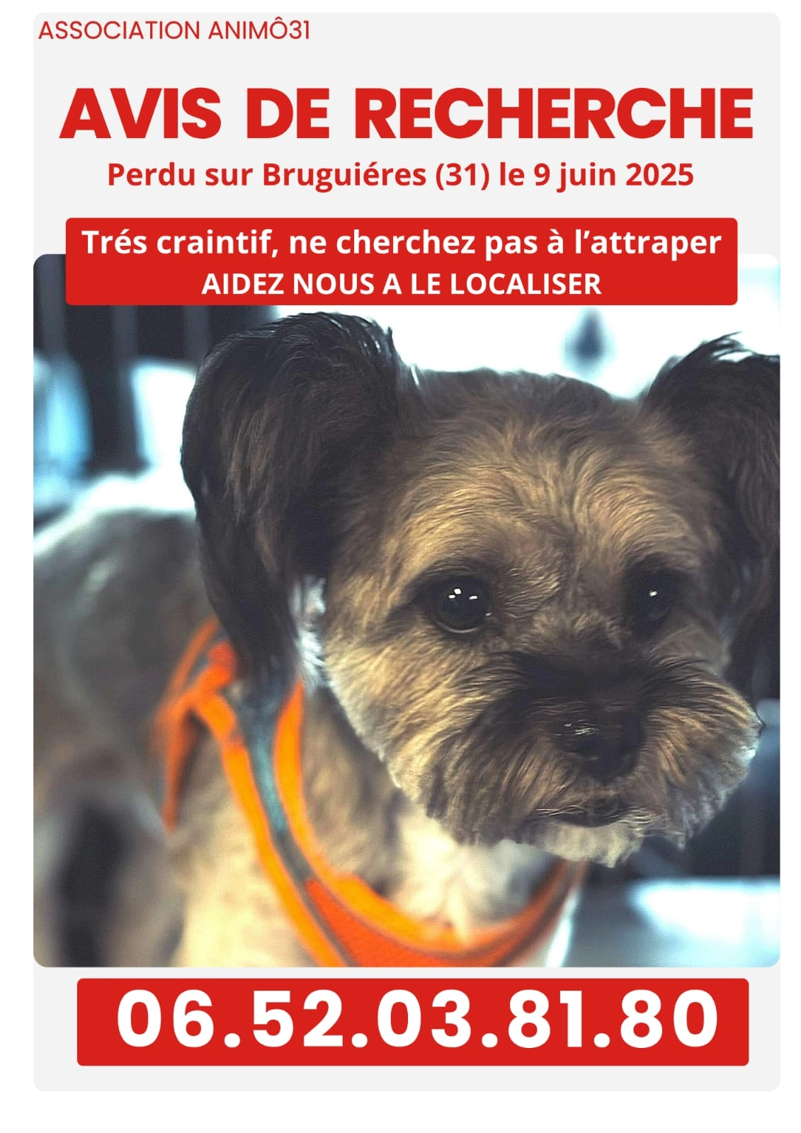 Koala - Rue de la Briqueterie, Bruguières