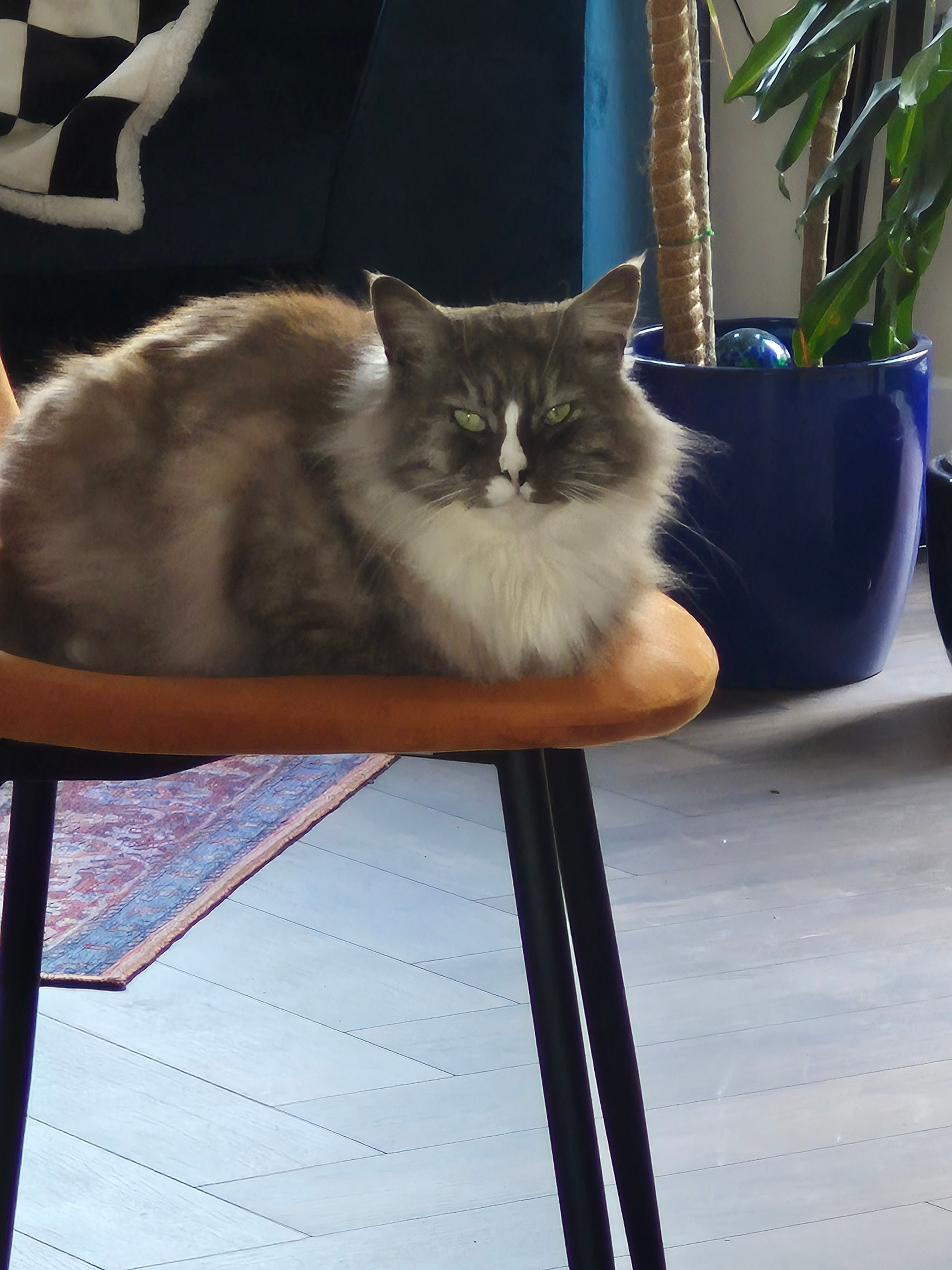 Judas - Wellview Terrace, Blanchardstown