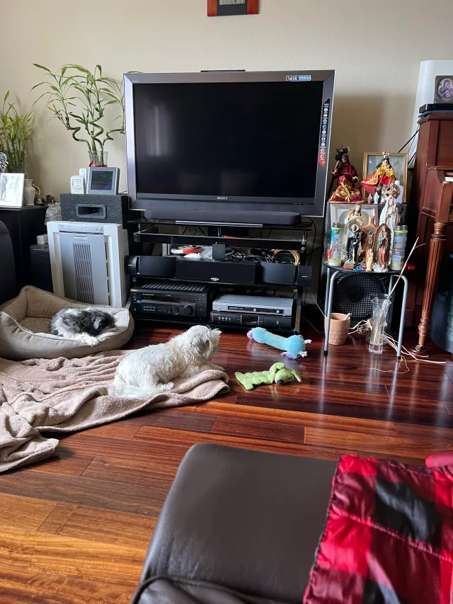 Lily - 275 Hampshire Ct, Daly City