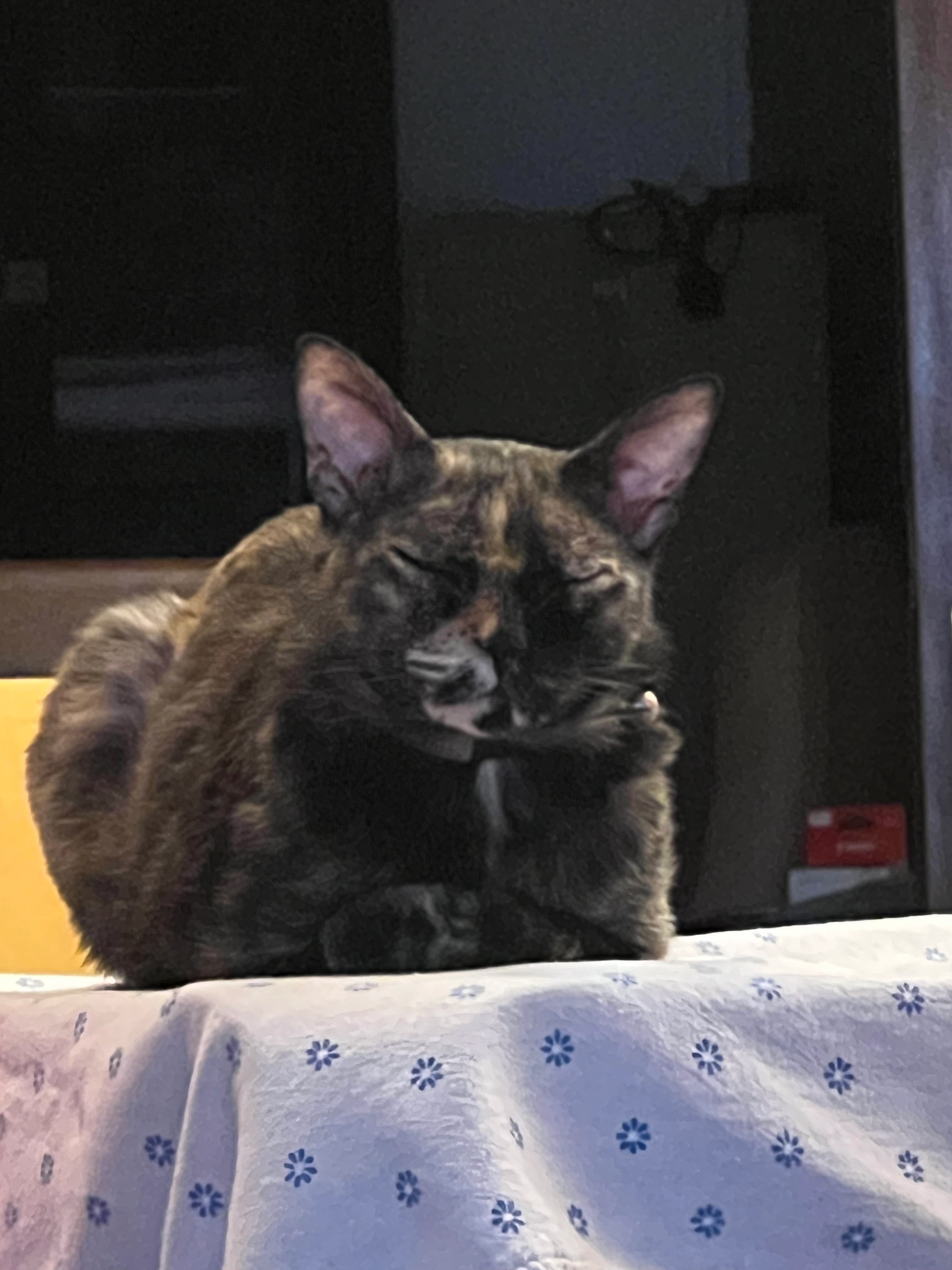 chloe  - 47810, Petaling Jaya