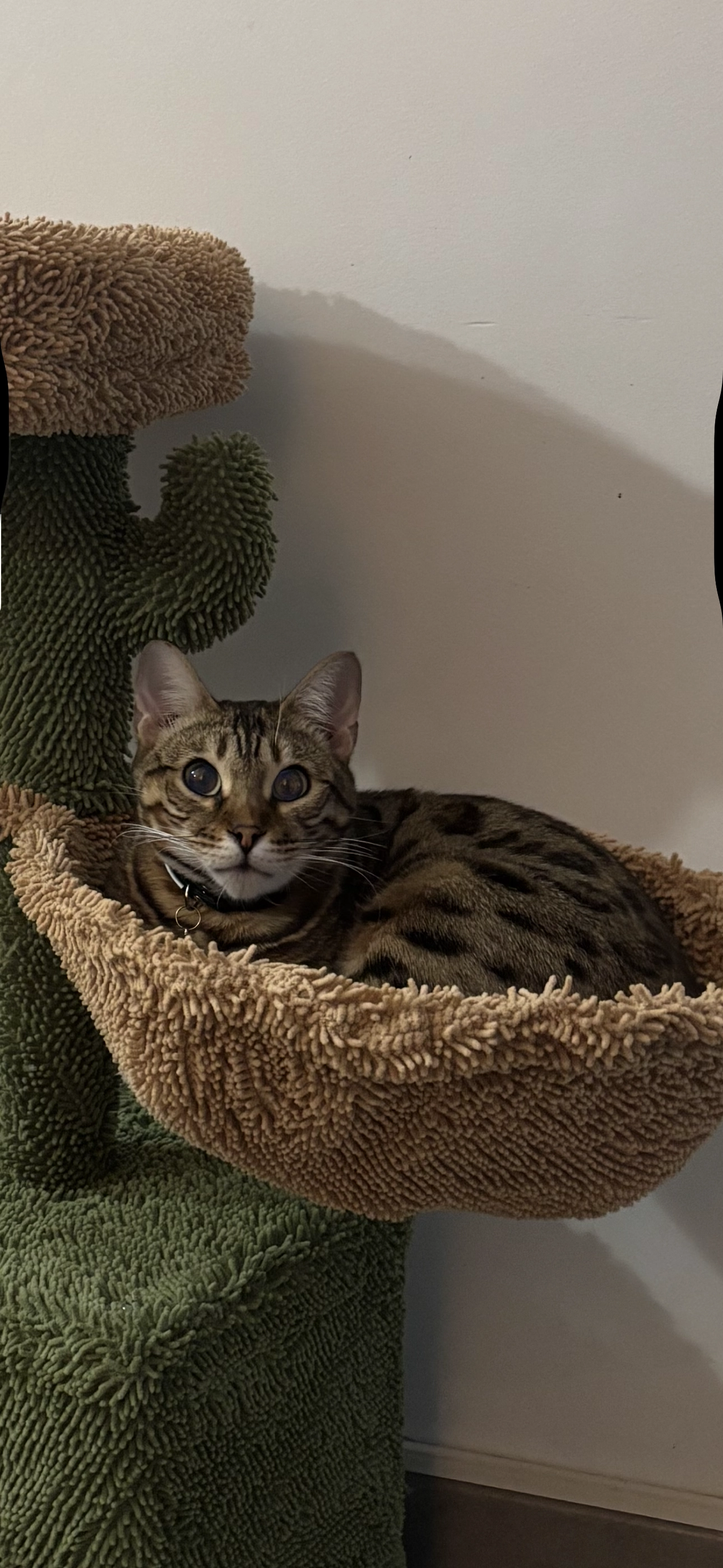 Alpha - 170 Boulevard de la Madeleine, Nice