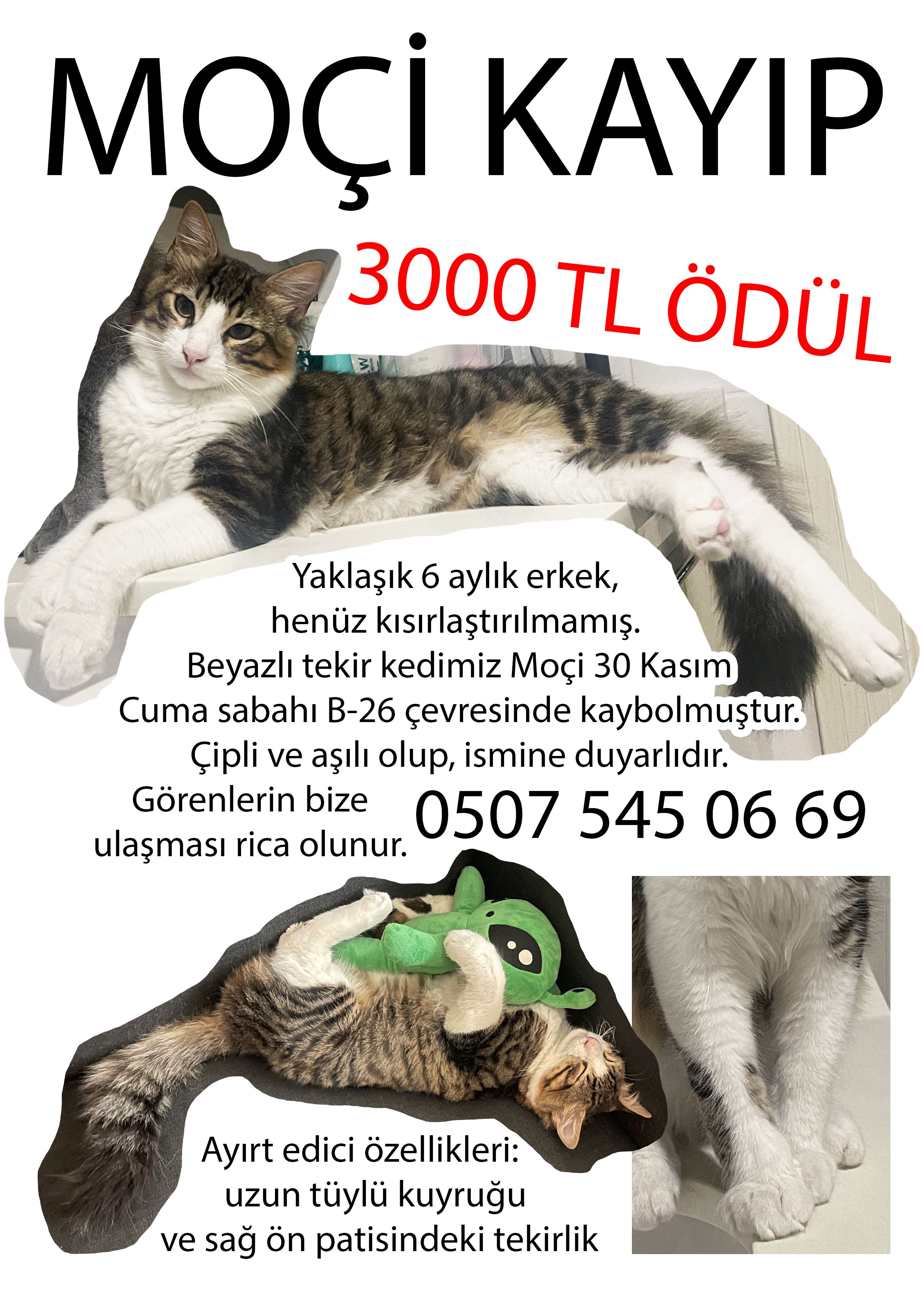 Mochi - Menekşe Sokak, Ataköy 7-8-9-10. Kisim