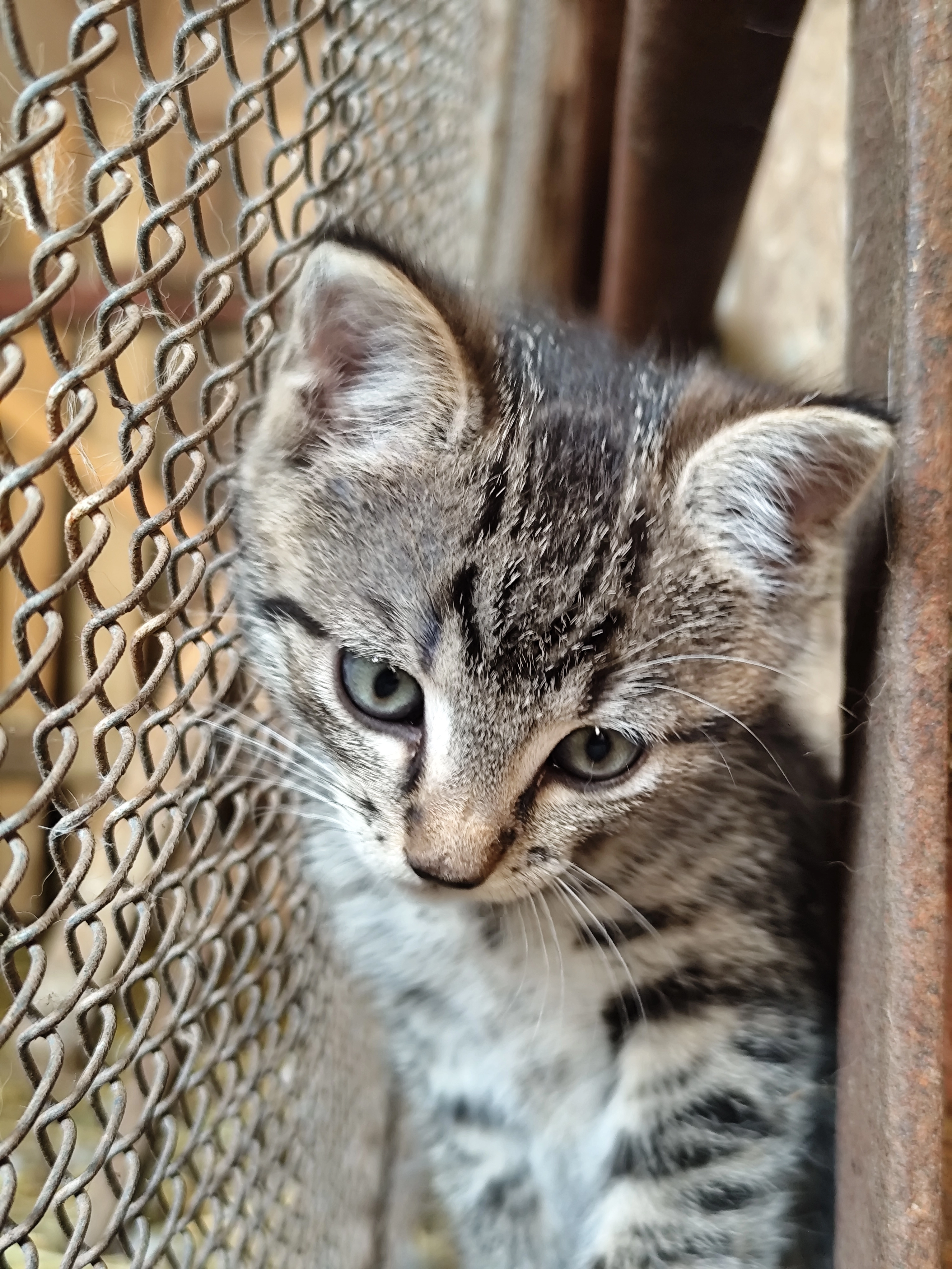 Mango - Ortmannsdorfer Straße, Mülsen