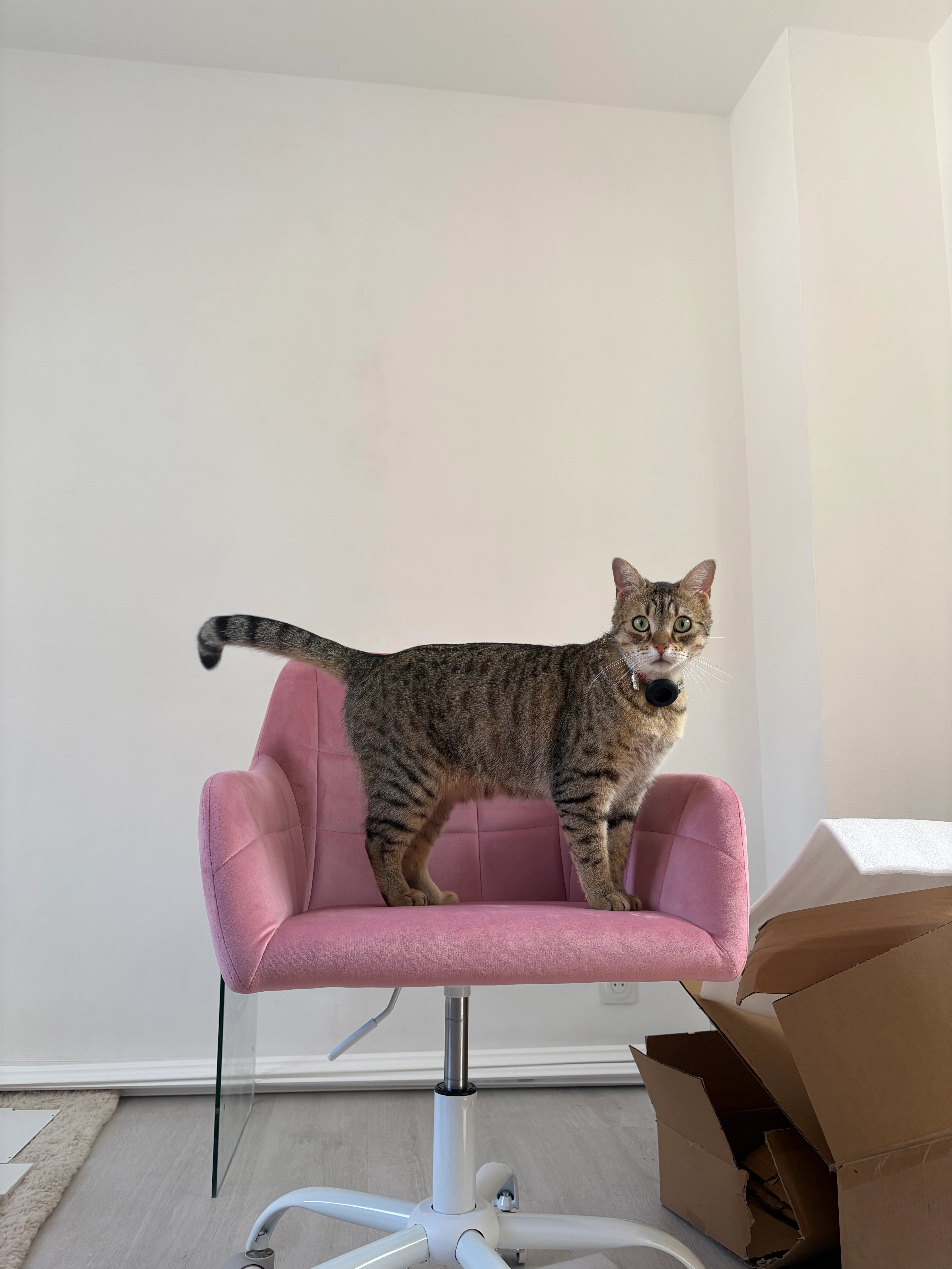 Yellow - 4 Rue d'Enfoulet, Souvigny