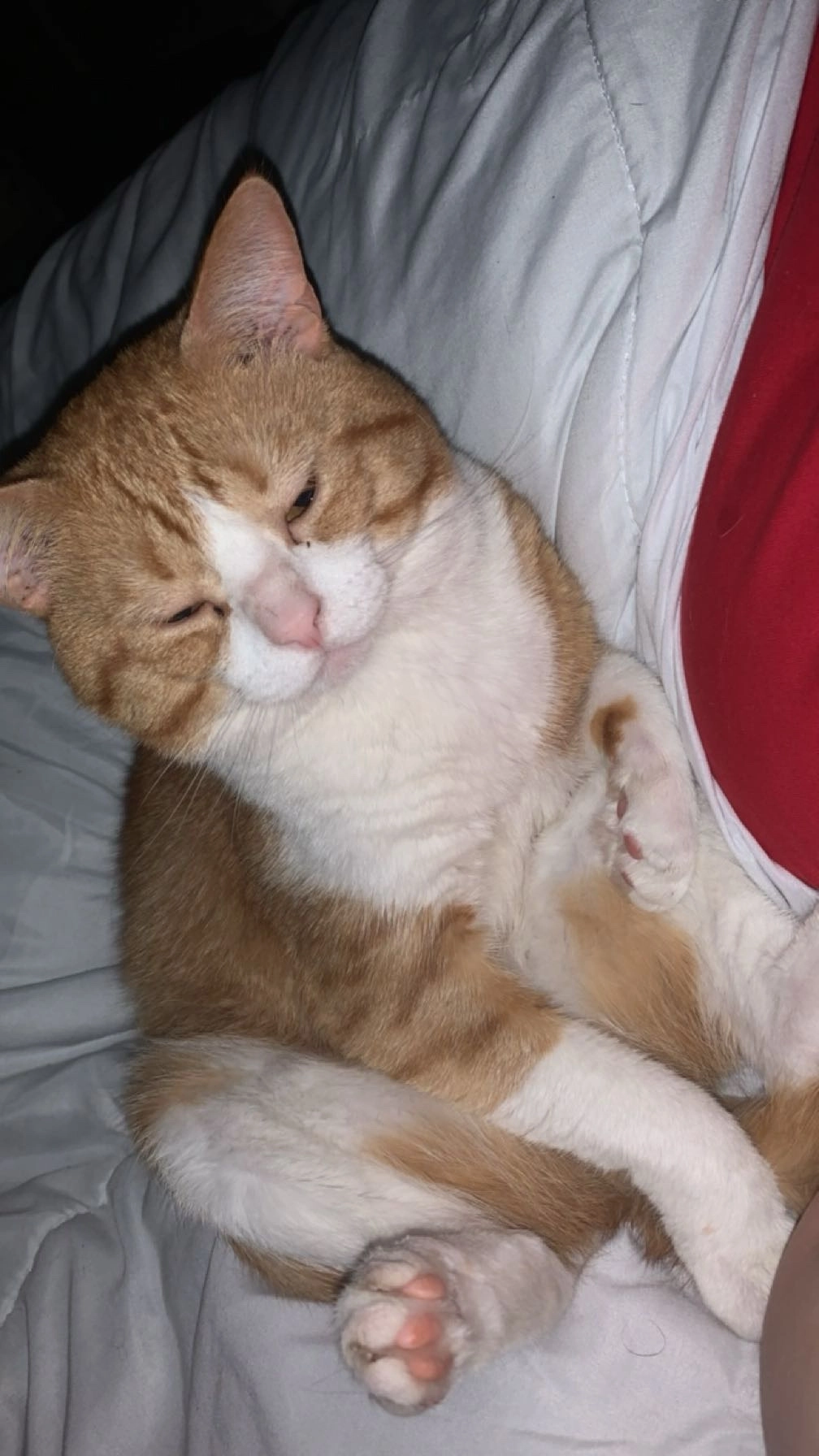 Mino - 16 Rue du 11 Novembre, Castelnaudary