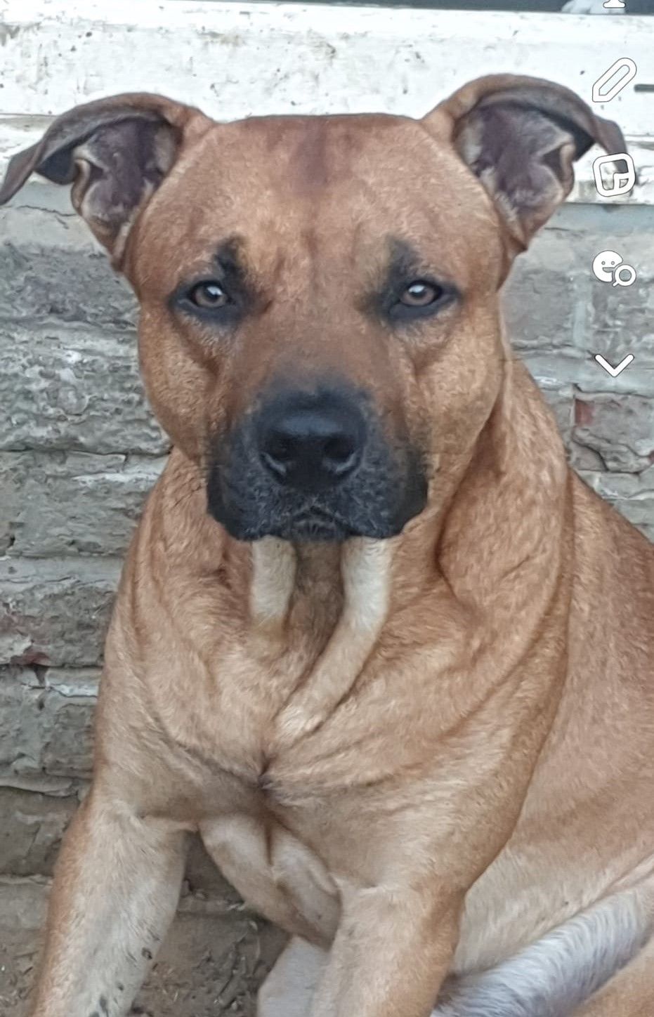 Tyson - Rue de la Vigne, Wattrelos