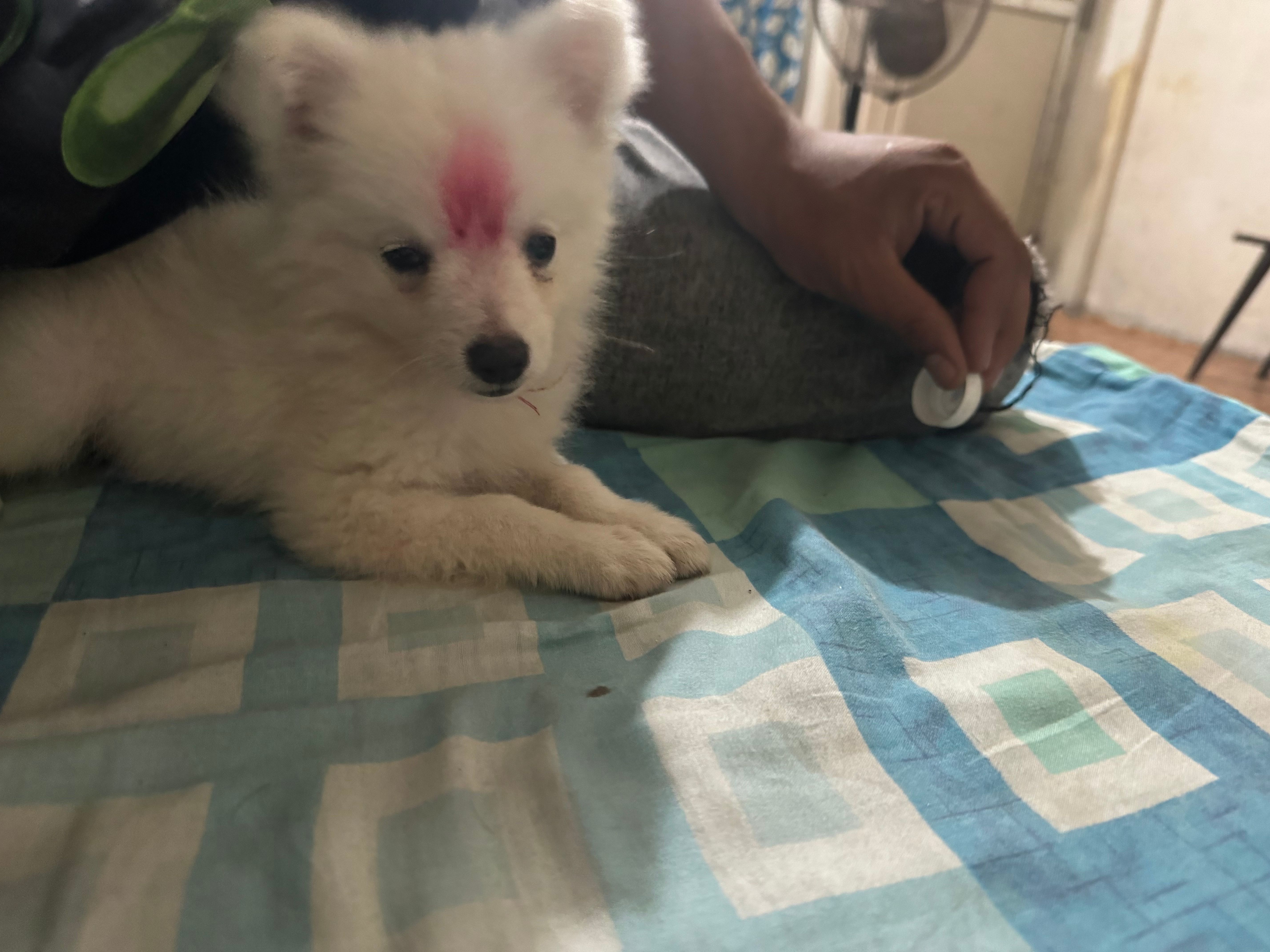 Tommy - Jaynepal chowk, Biratnagar