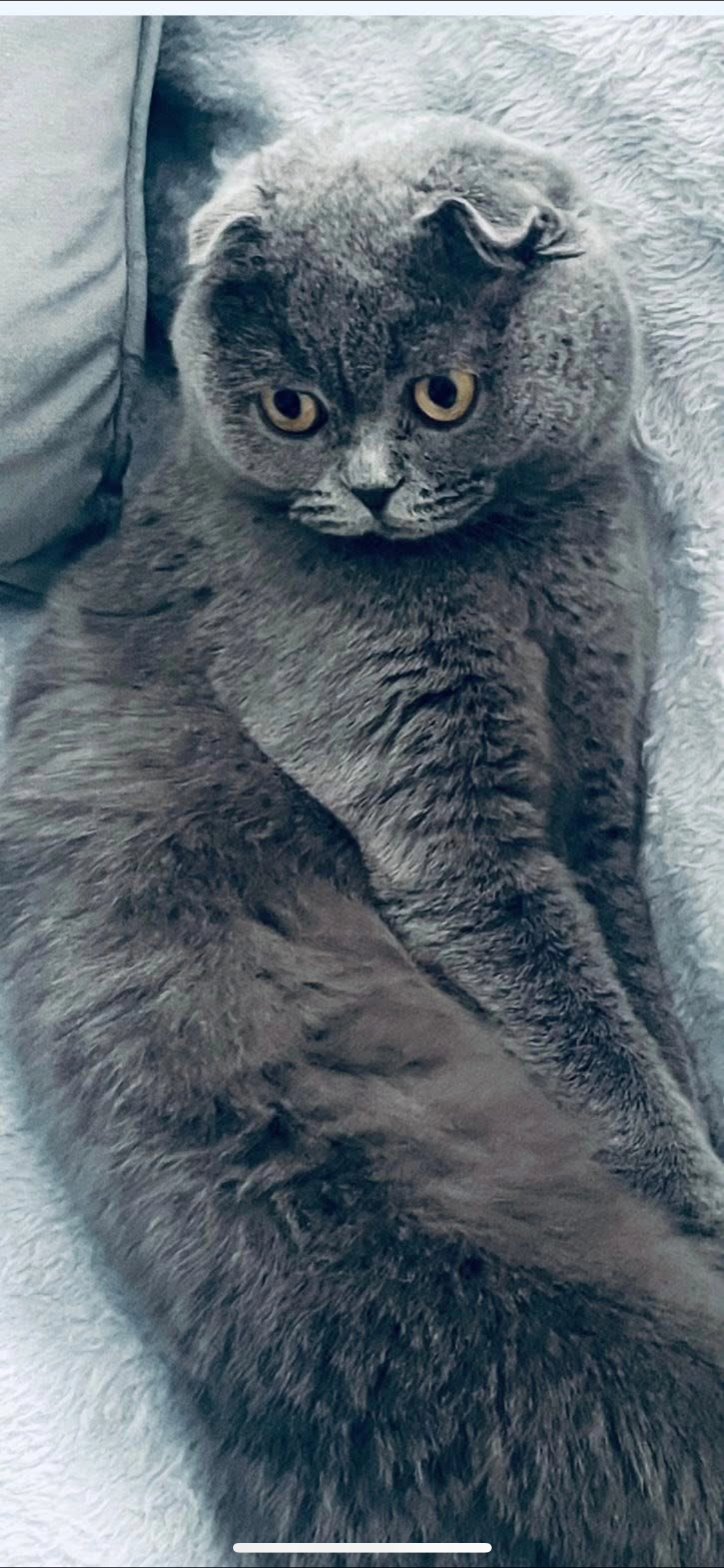 Millie - PO22 9, Bognor Regis