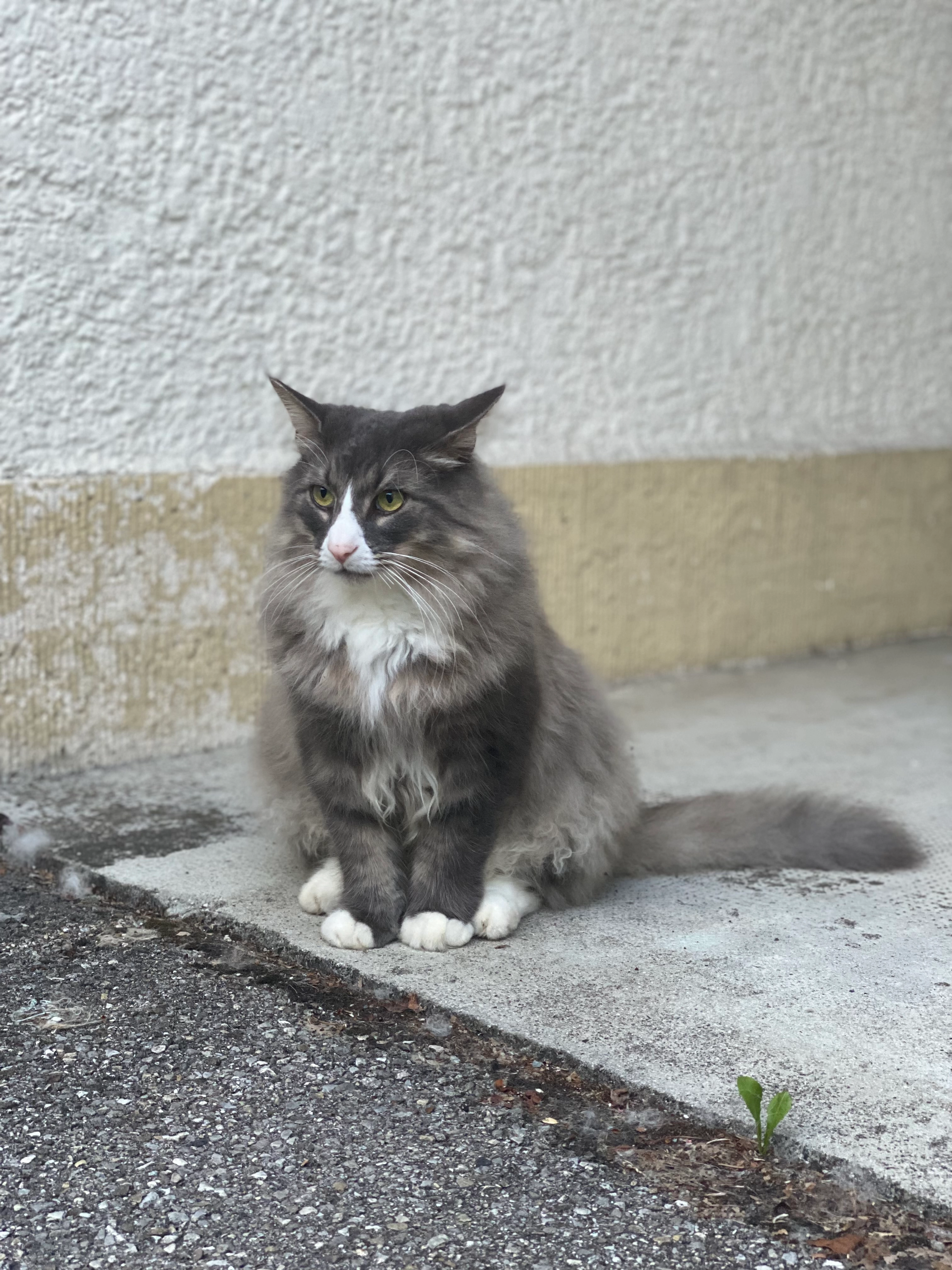 Pippin - Mühlthal, Valley