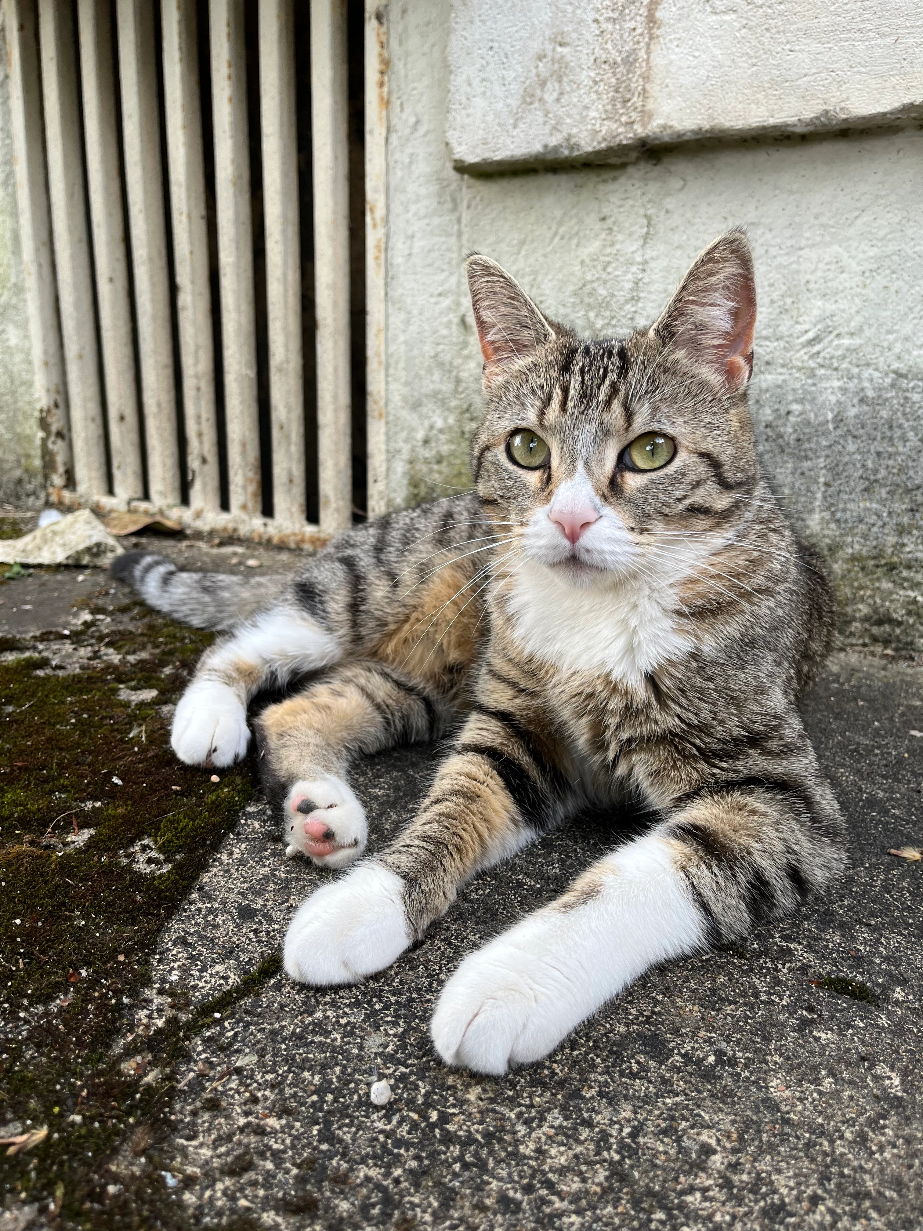 Bulma - Rue des Gaillards, Poitiers