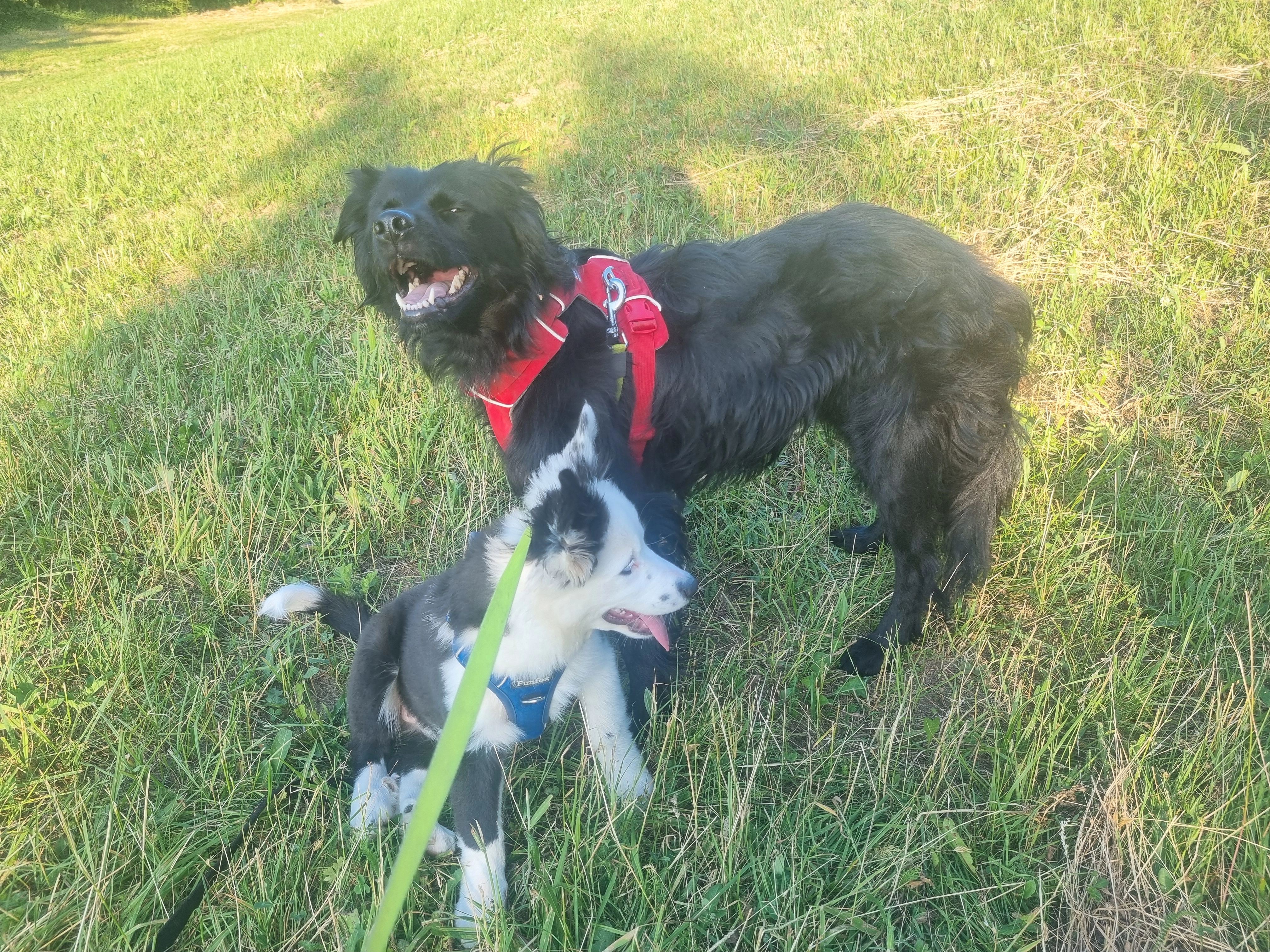 Suki - Breitensohlweg, Puchberg am Schneeberg
