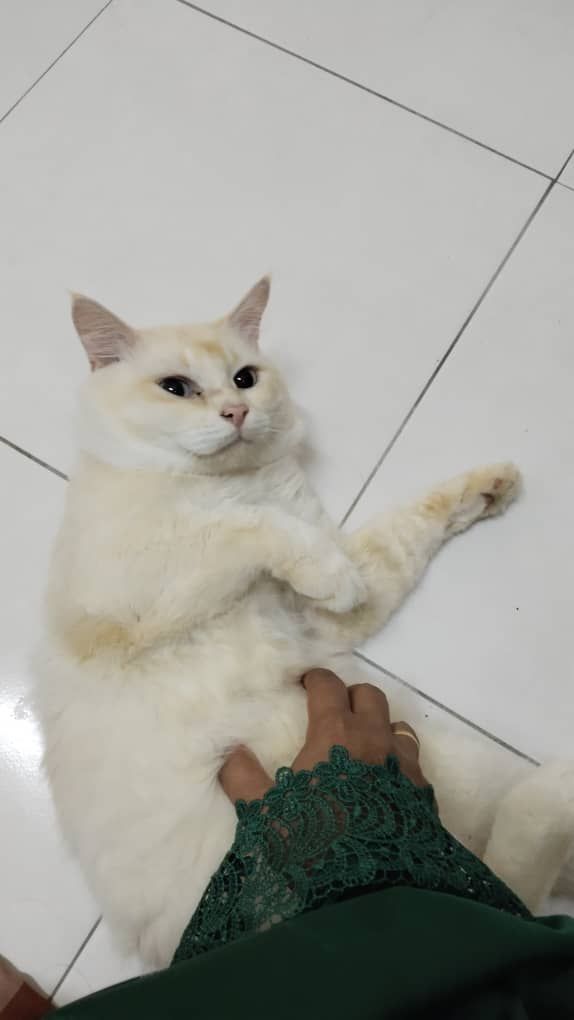 Gemok - 31200, Chemor